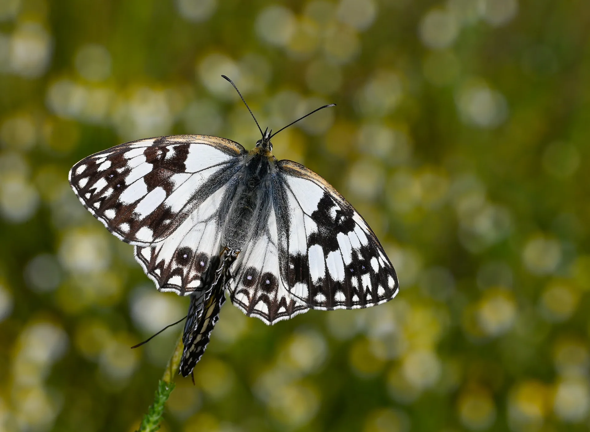 Melanargia occitanica butterfly photo