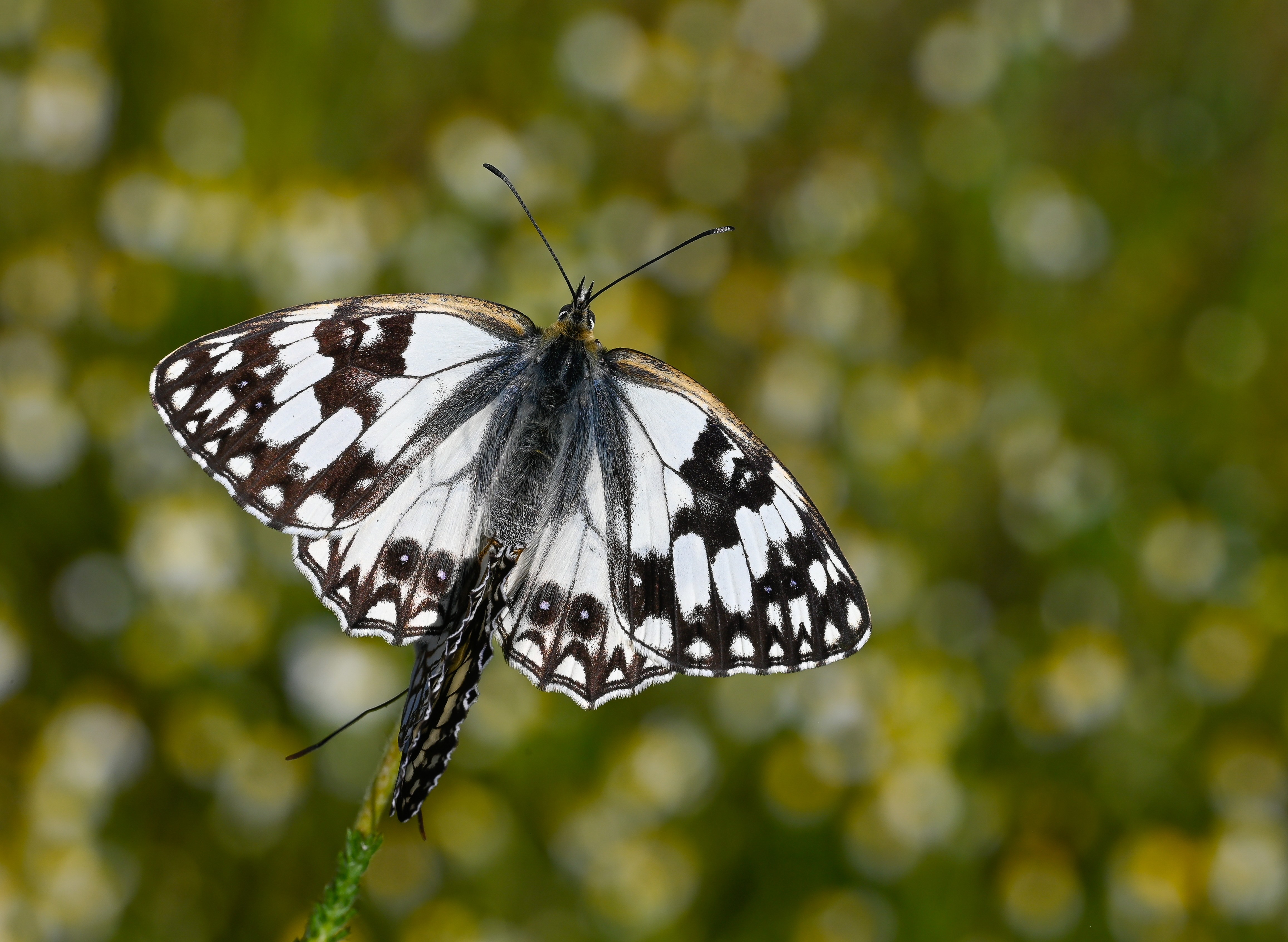 Melanargia occitanica butterfly photo
