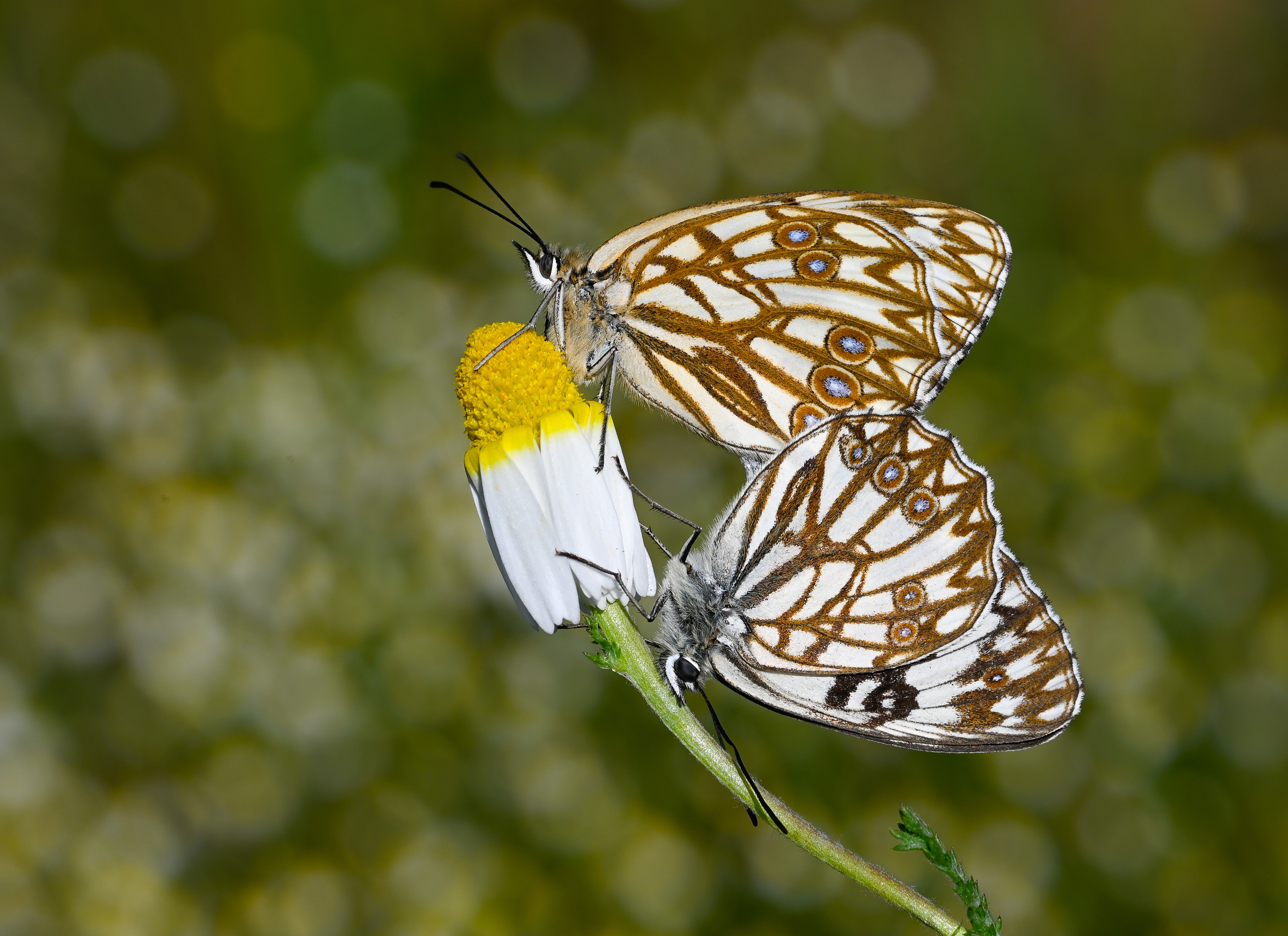 Melanargia occitanica butterfly photo