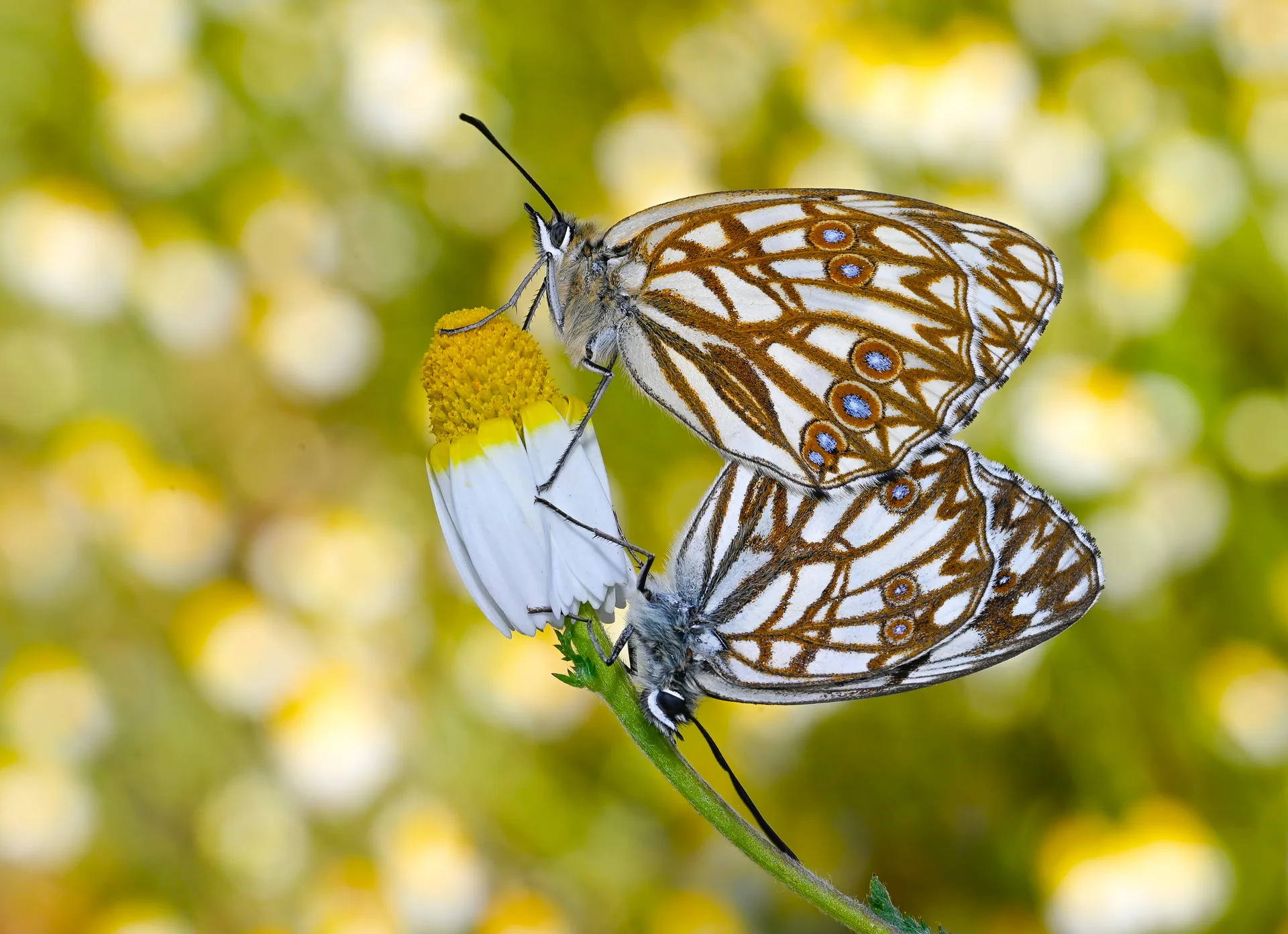 Melanargia occitanica butterfly photo