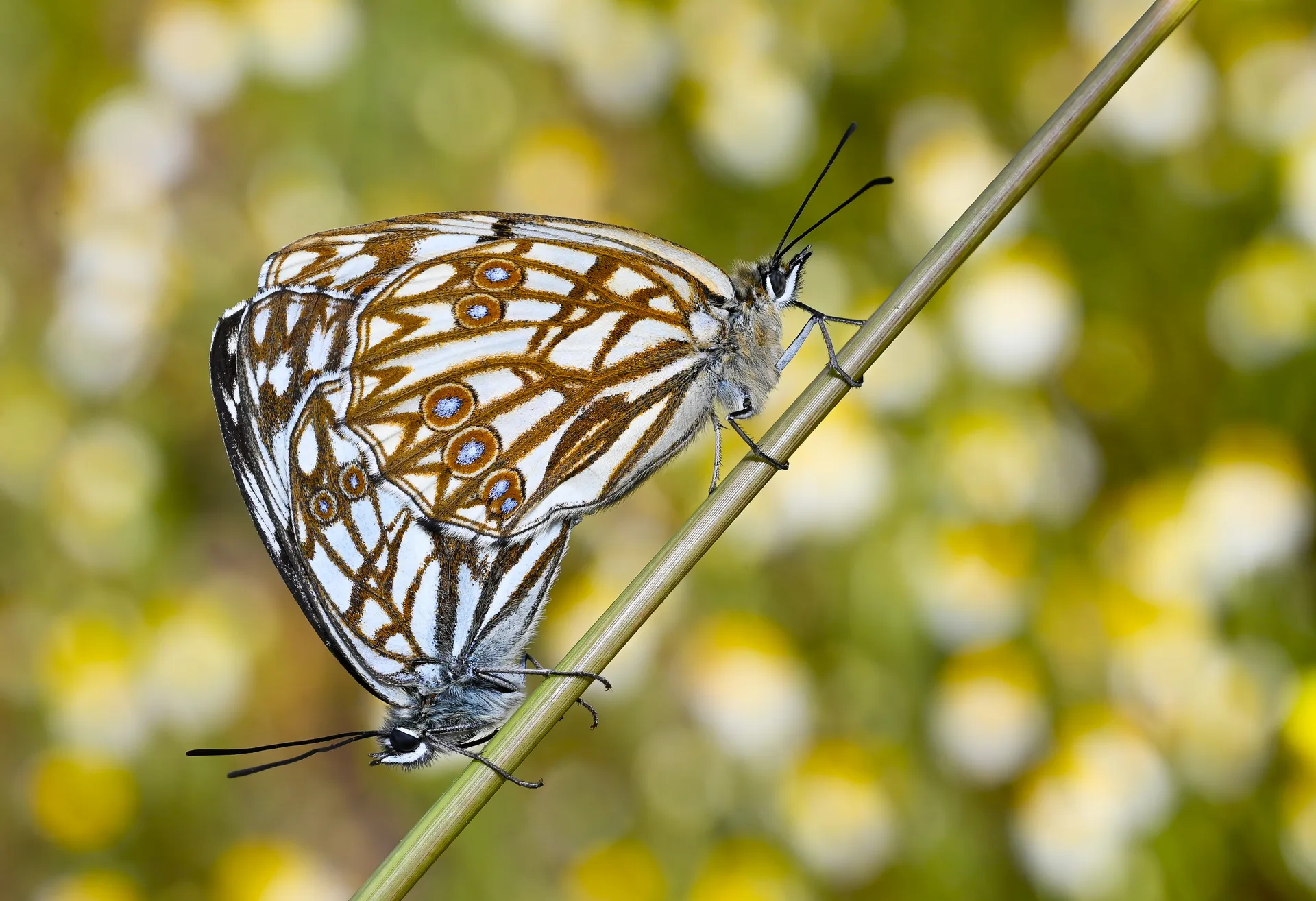 Melanargia occitanica butterfly photo