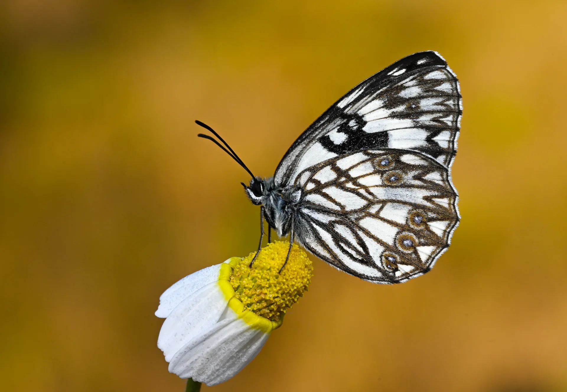 Melanargia occitanica butterfly photo