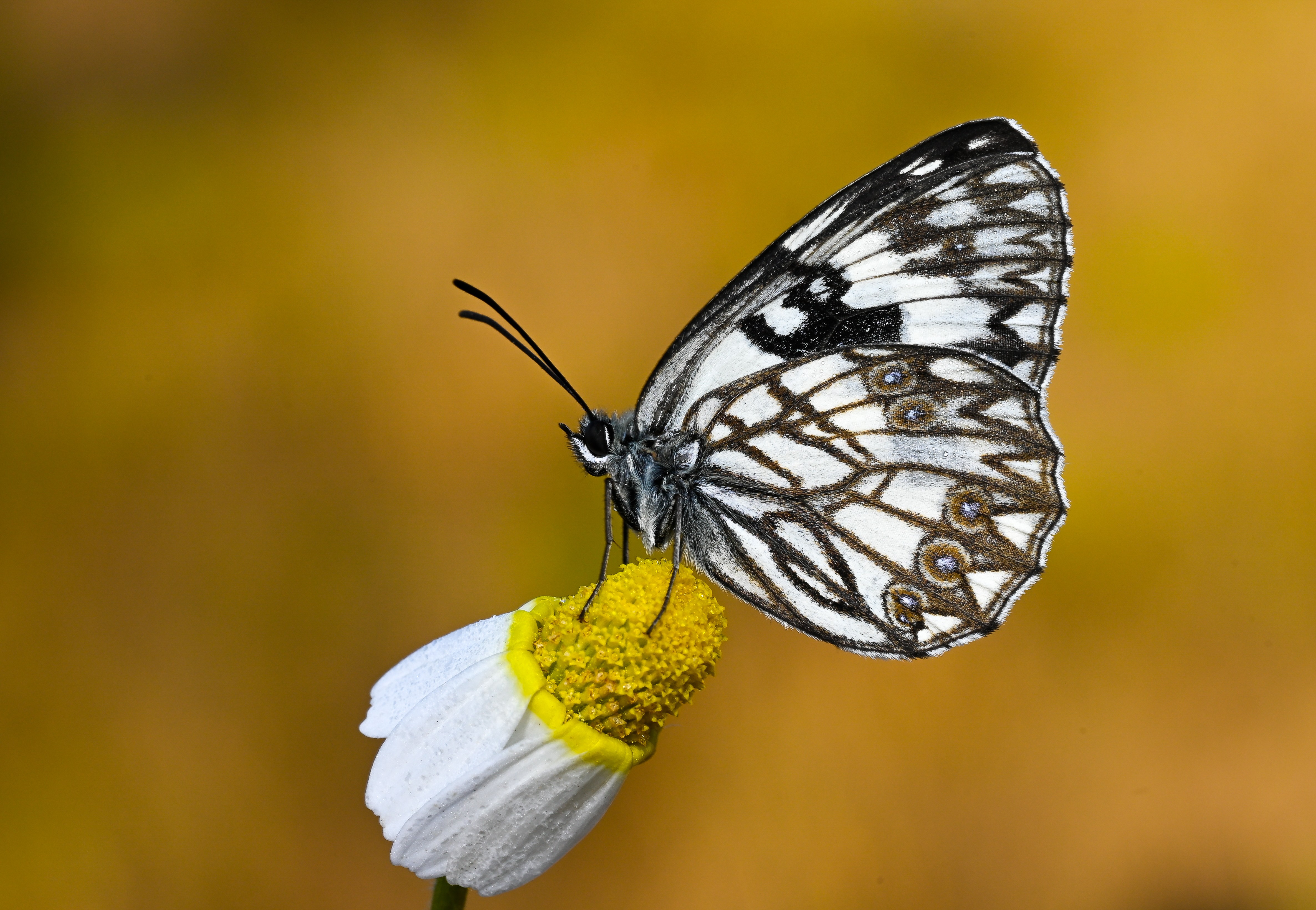 Melanargia occitanica butterfly photo