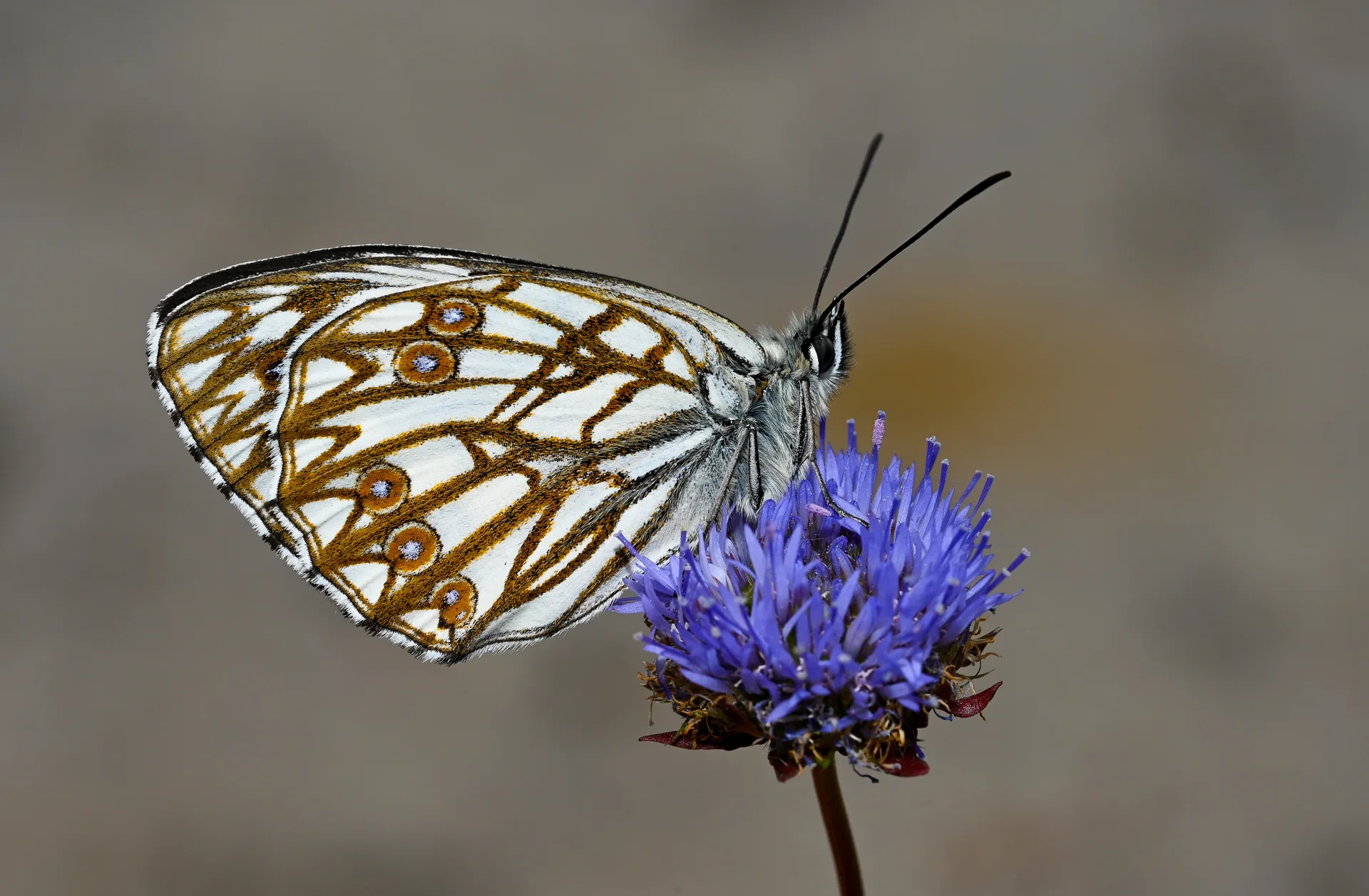 Melanargia occitanica butterfly photo