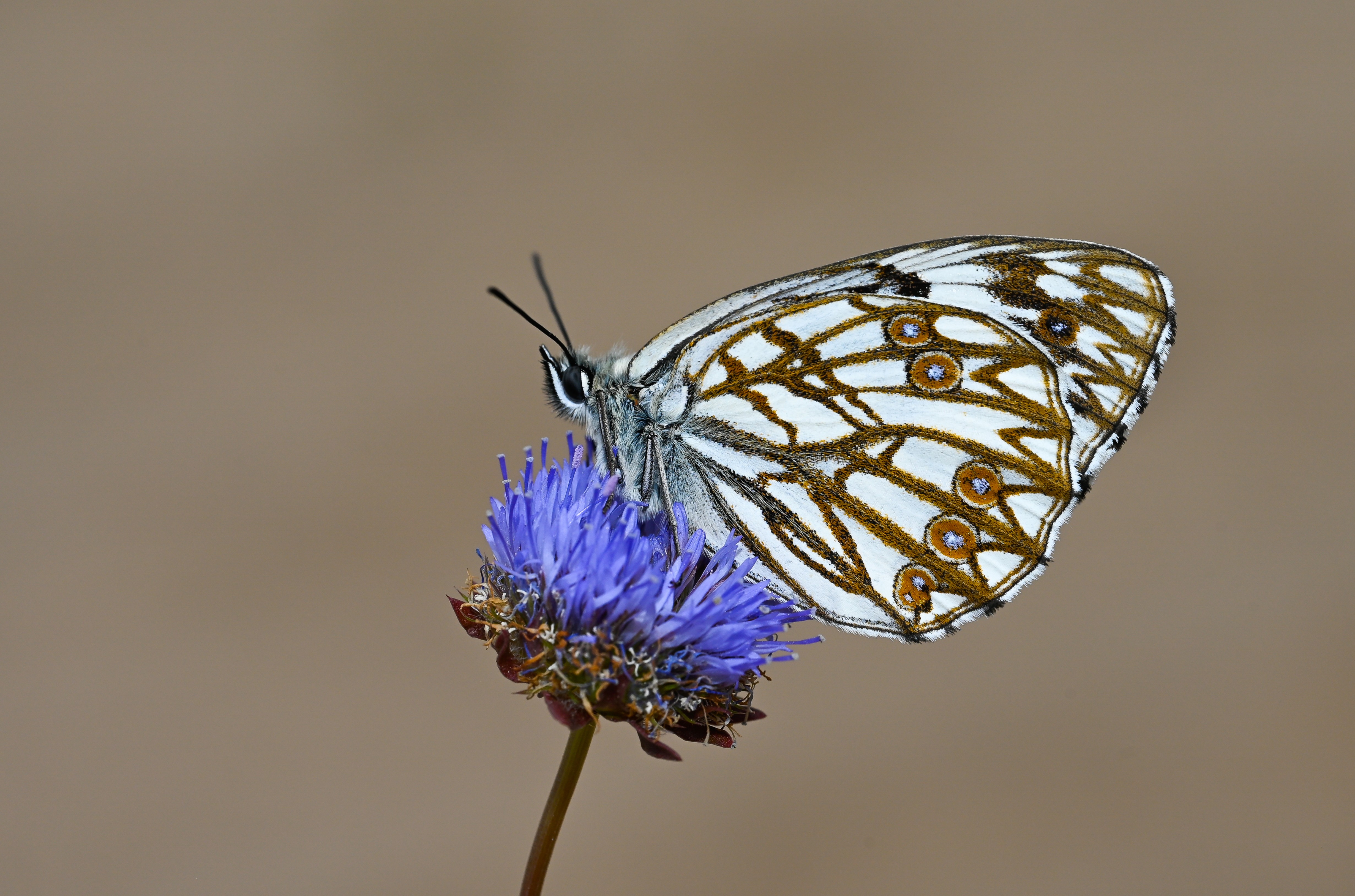 Melanargia occitanica butterfly photo