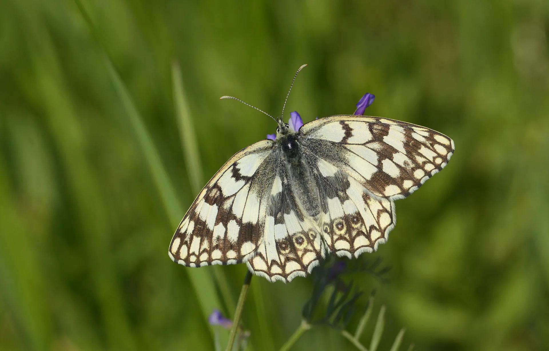 Melanargia russiae (Uygurmelikesi) butterfly photo