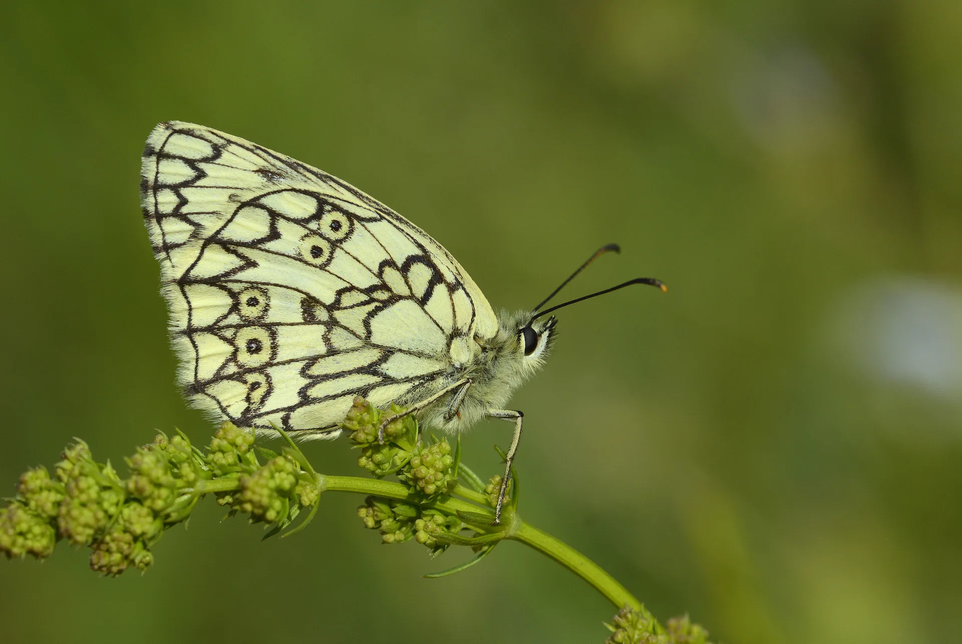 Melanargia russiae (Uygurmelikesi) butterfly photo