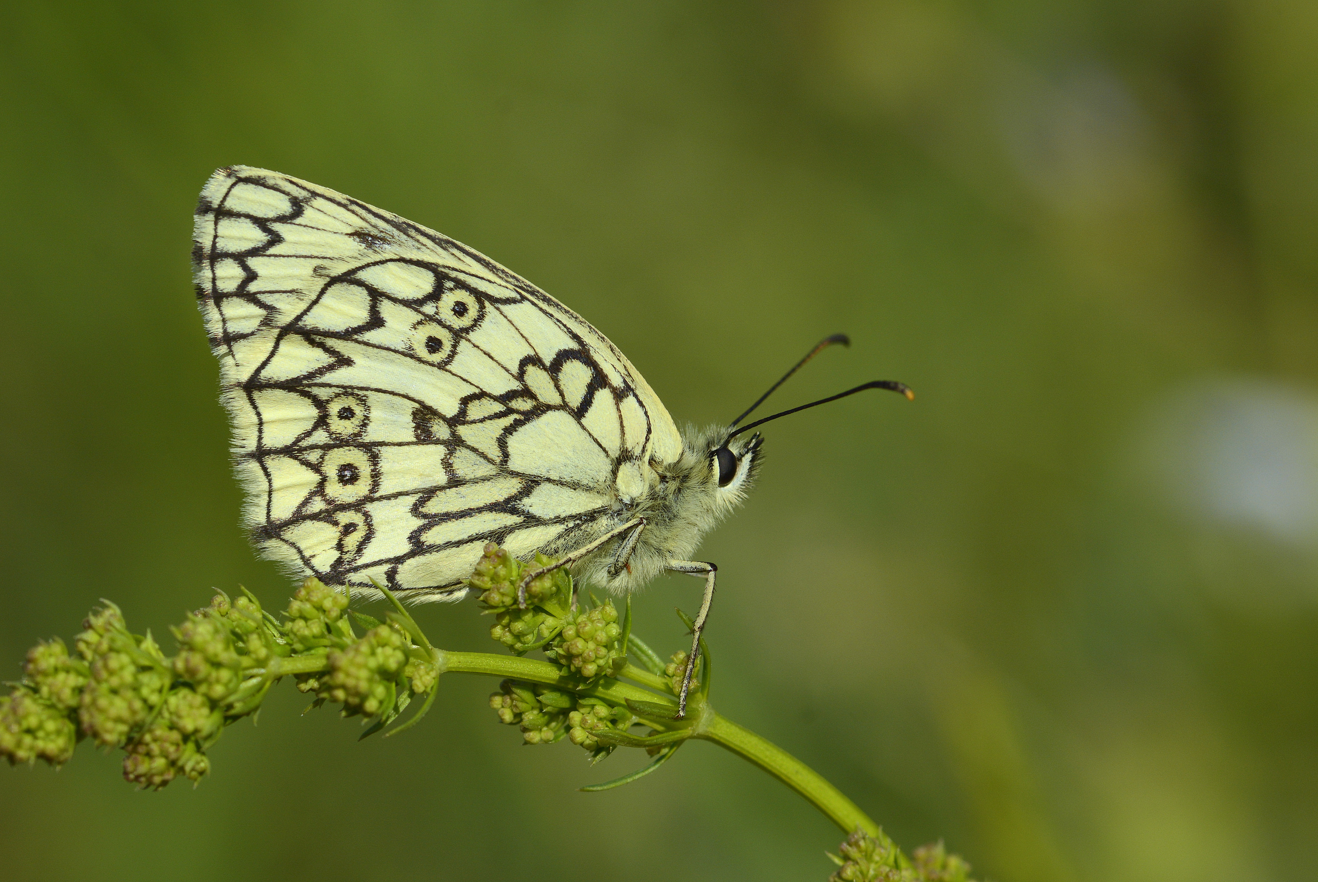 Melanargia russiae (Uygurmelikesi) butterfly photo
