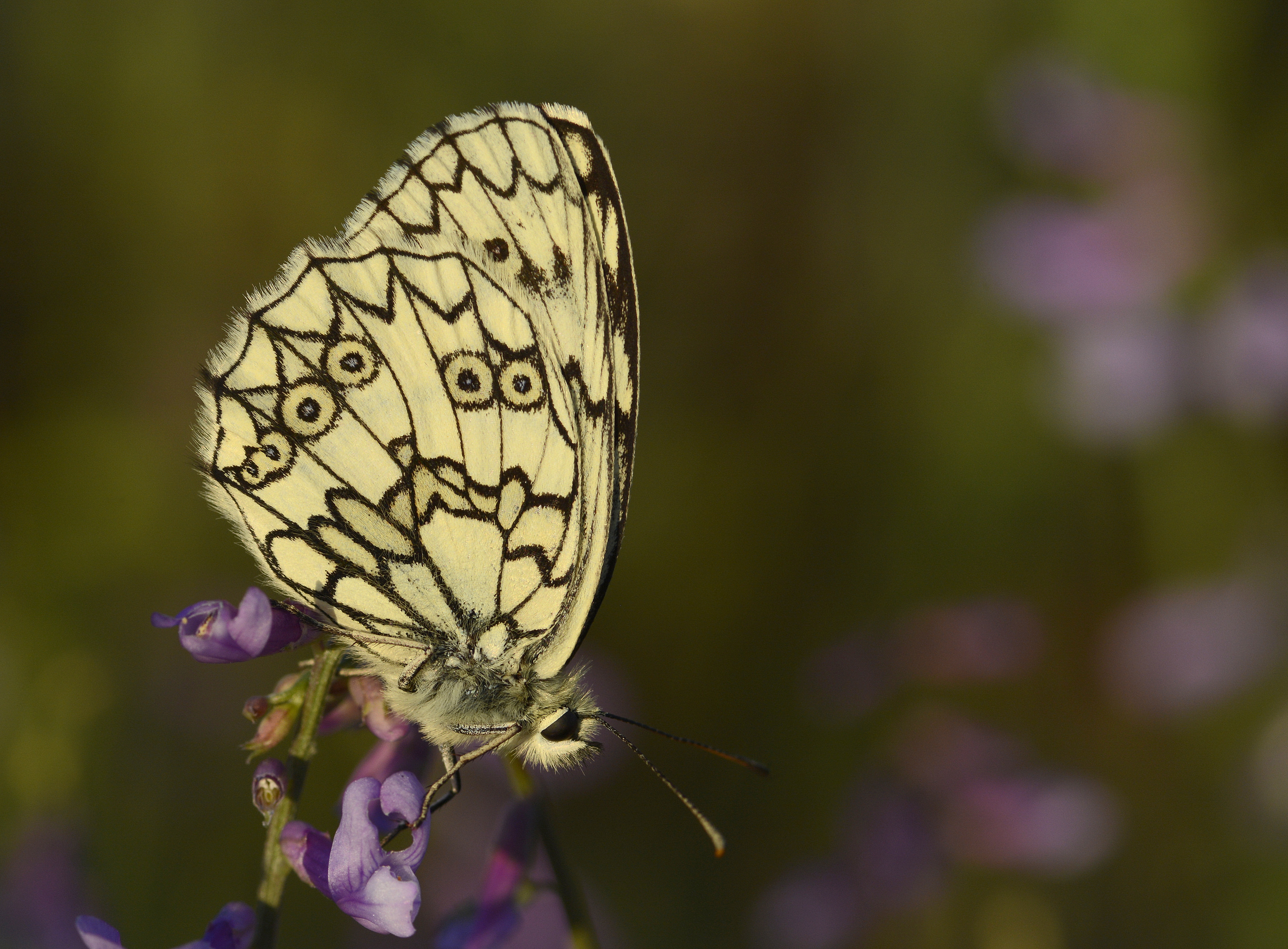 Melanargia russiae (Uygurmelikesi) butterfly photo