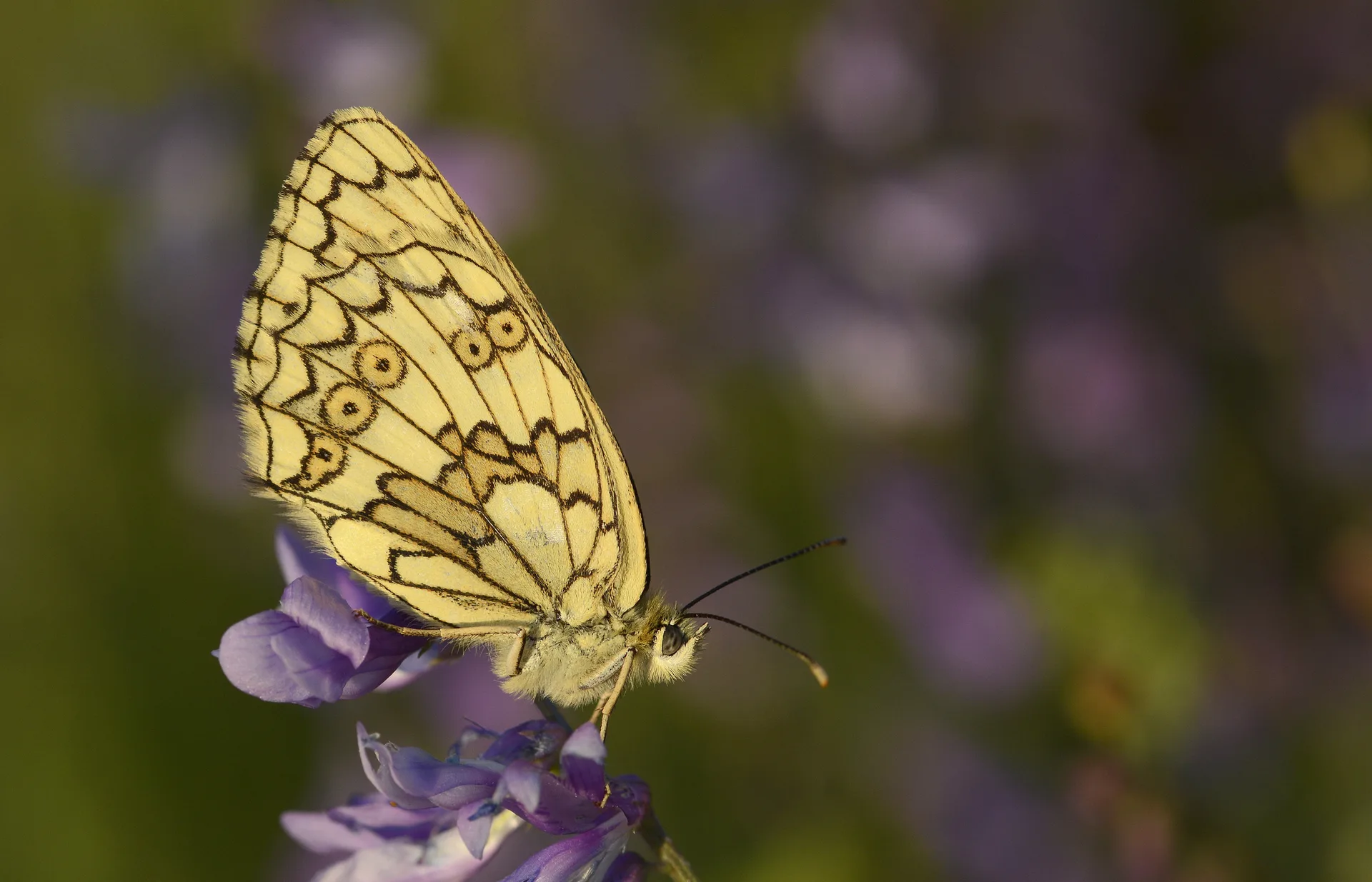 Melanargia russiae (Uygurmelikesi) butterfly photo