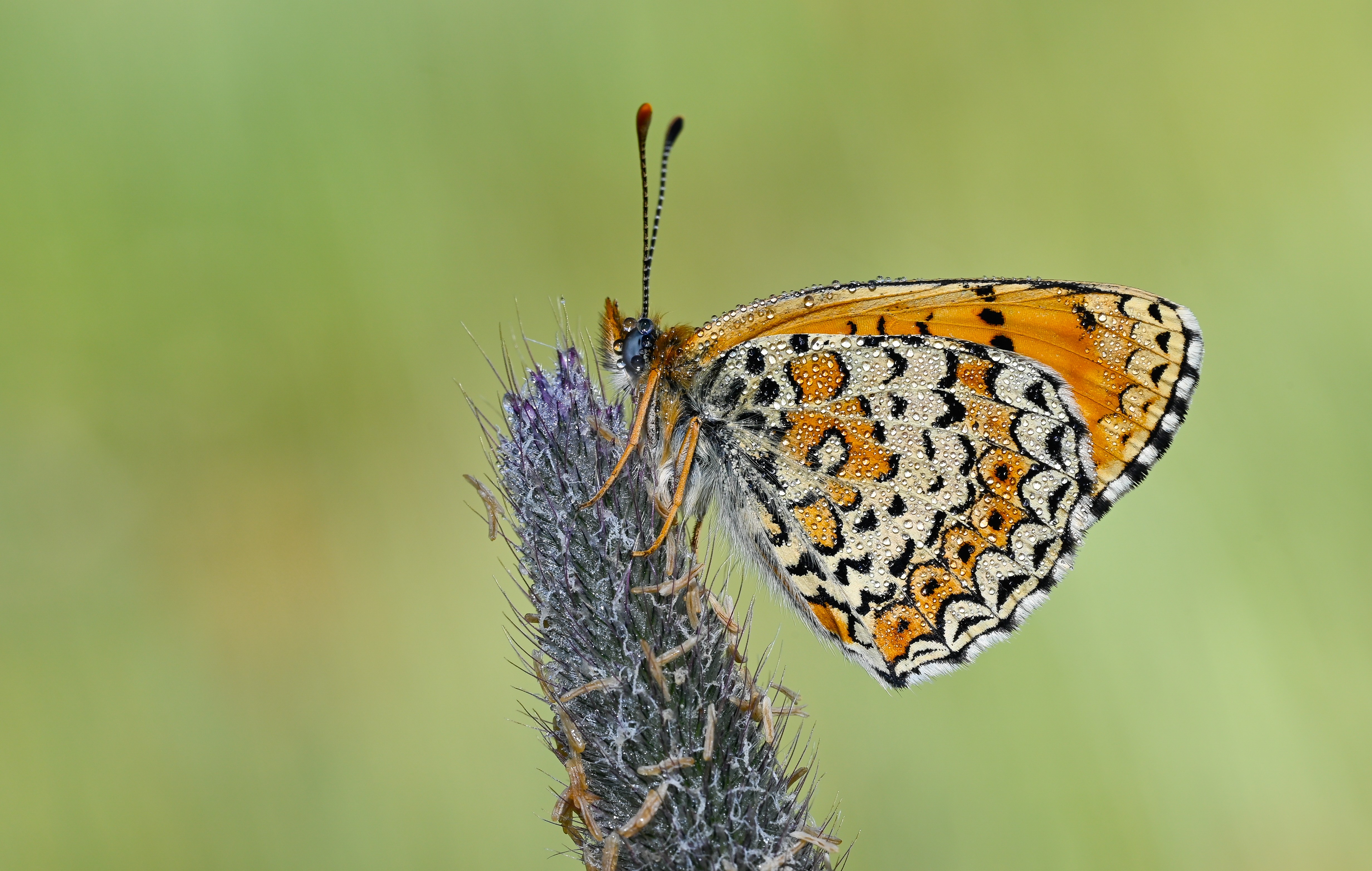 Melitaea arduinna (Türkistan İparhanı) butterfly photo