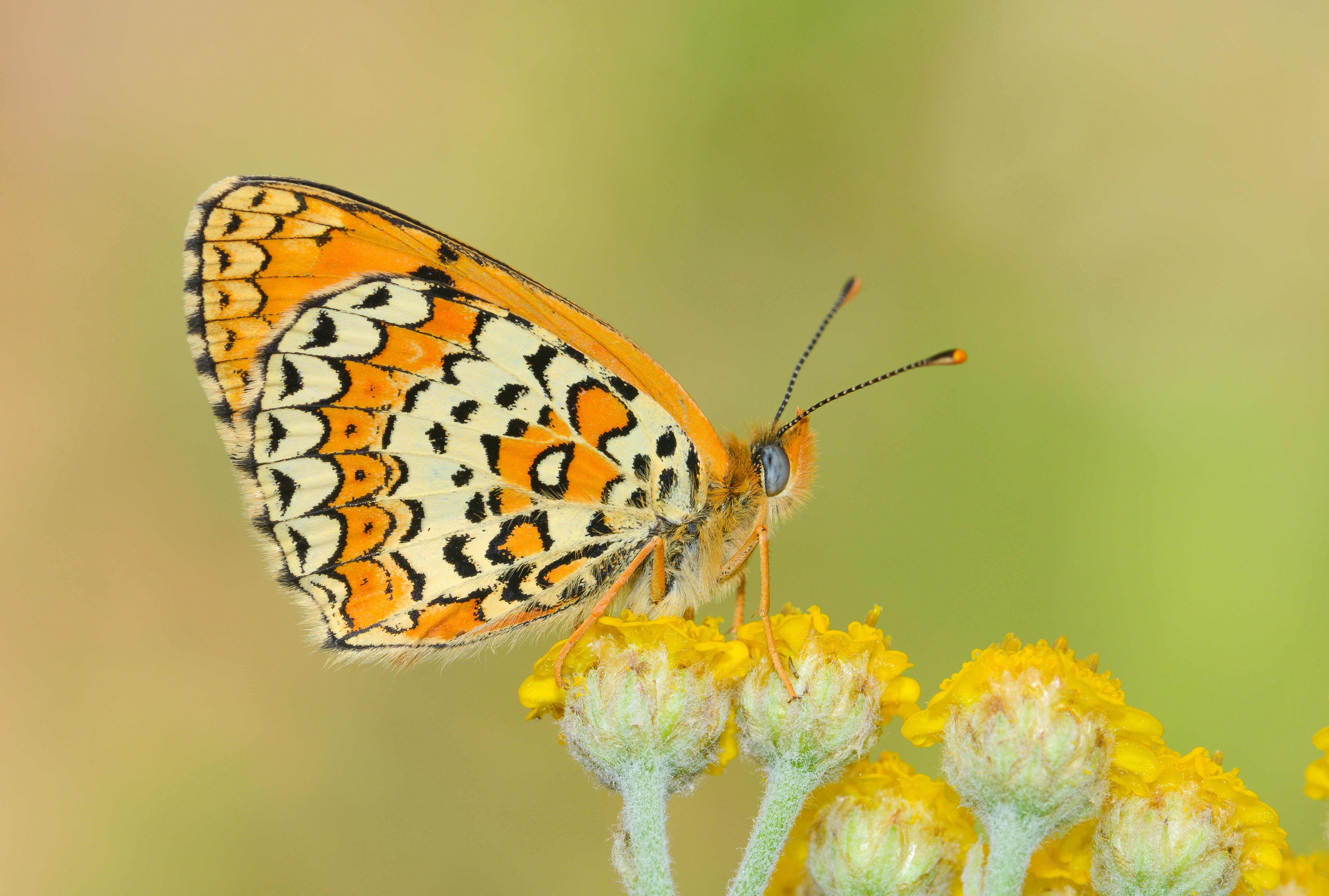 Melitaea arduinna (Türkistan İparhanı) butterfly photo