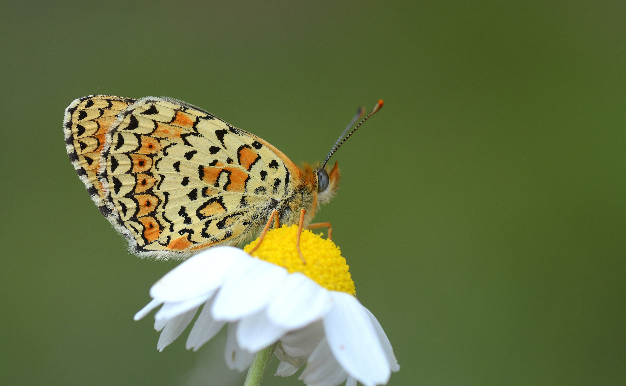 Melitaea arduinna (Türkistan İparhanı) butterfly photo