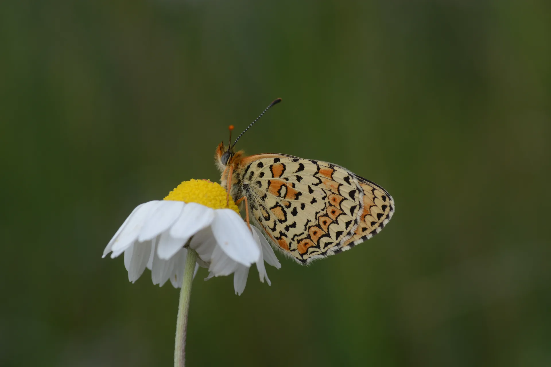 Melitaea arduinna (TÃ¼rkistan Ä°parhanÄ±) butterfly photo