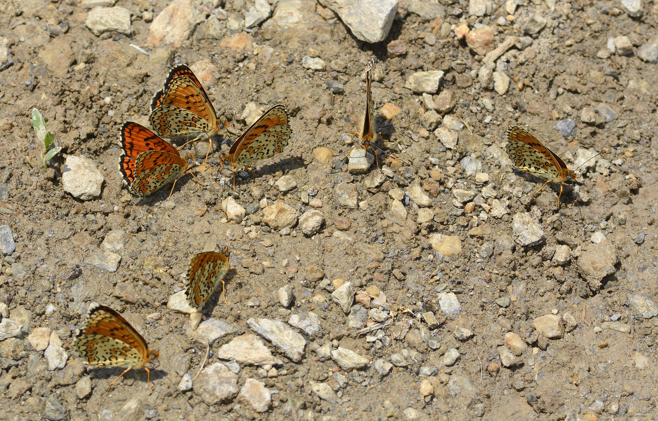 Melitaea arduinna (Türkistan İparhanı) butterfly photo