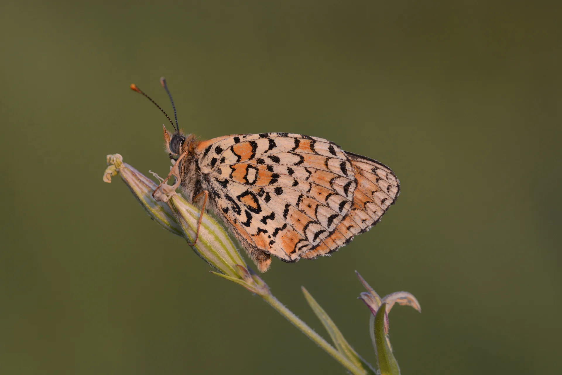 Melitaea arduinna (TÃ¼rkistan Ä°parhanÄ±) butterfly photo