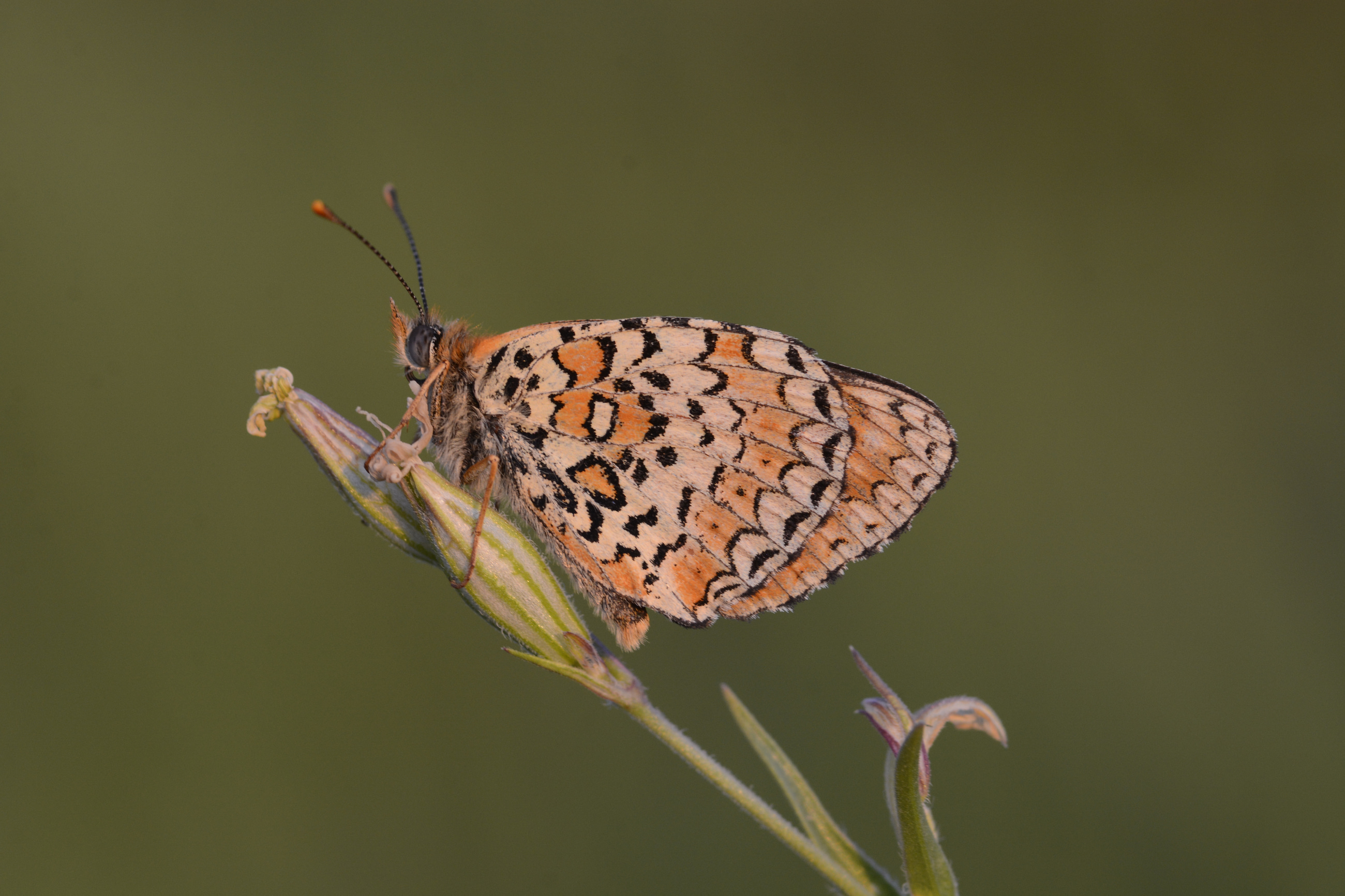 Melitaea arduinna (Türkistan İparhanı) butterfly photo