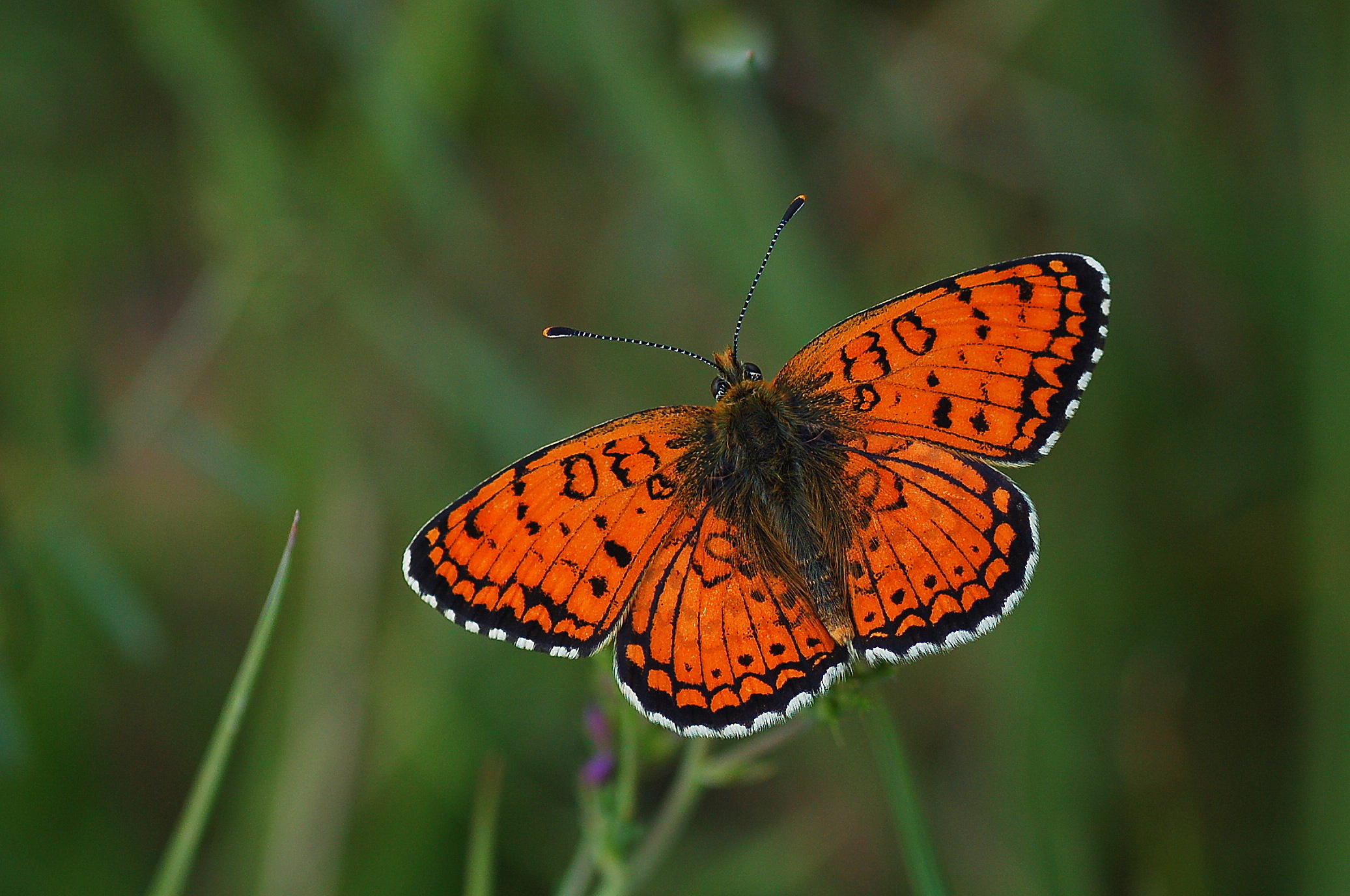 Melitaea arduinna (Türkistan İparhanı) butterfly photo