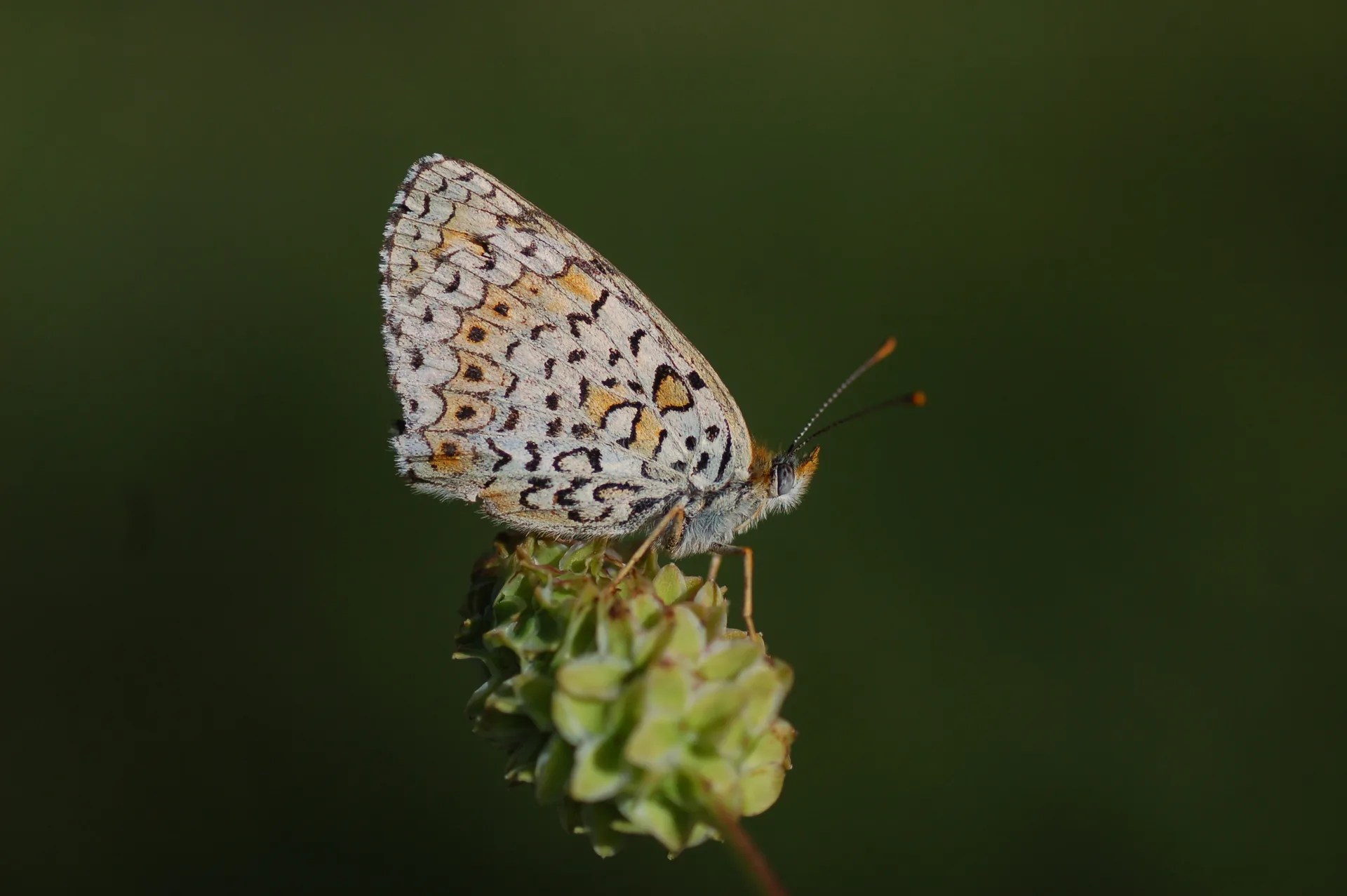 Melitaea arduinna (TÃ¼rkistan Ä°parhanÄ±) butterfly photo