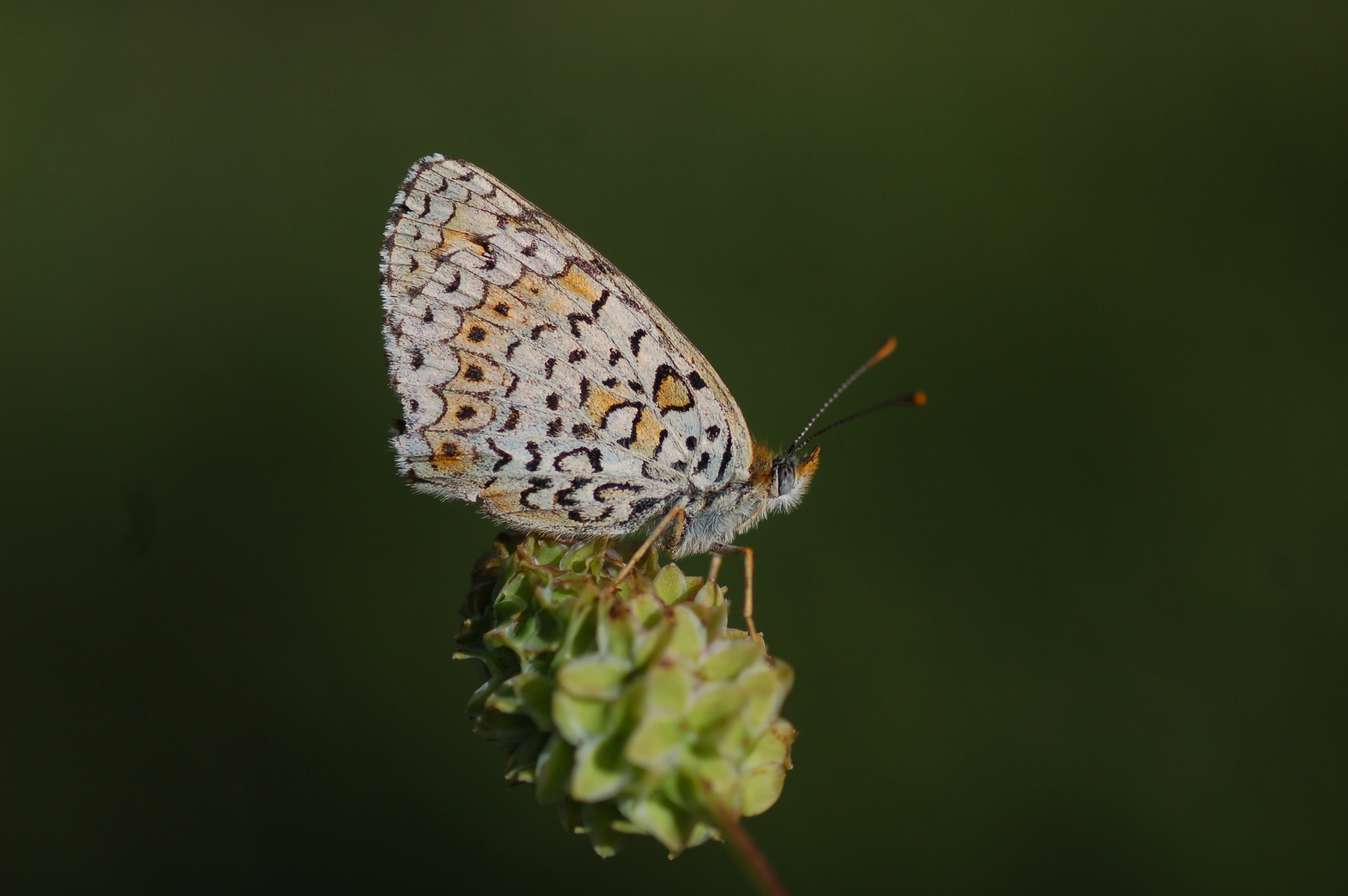 Melitaea arduinna (Türkistan İparhanı) butterfly photo