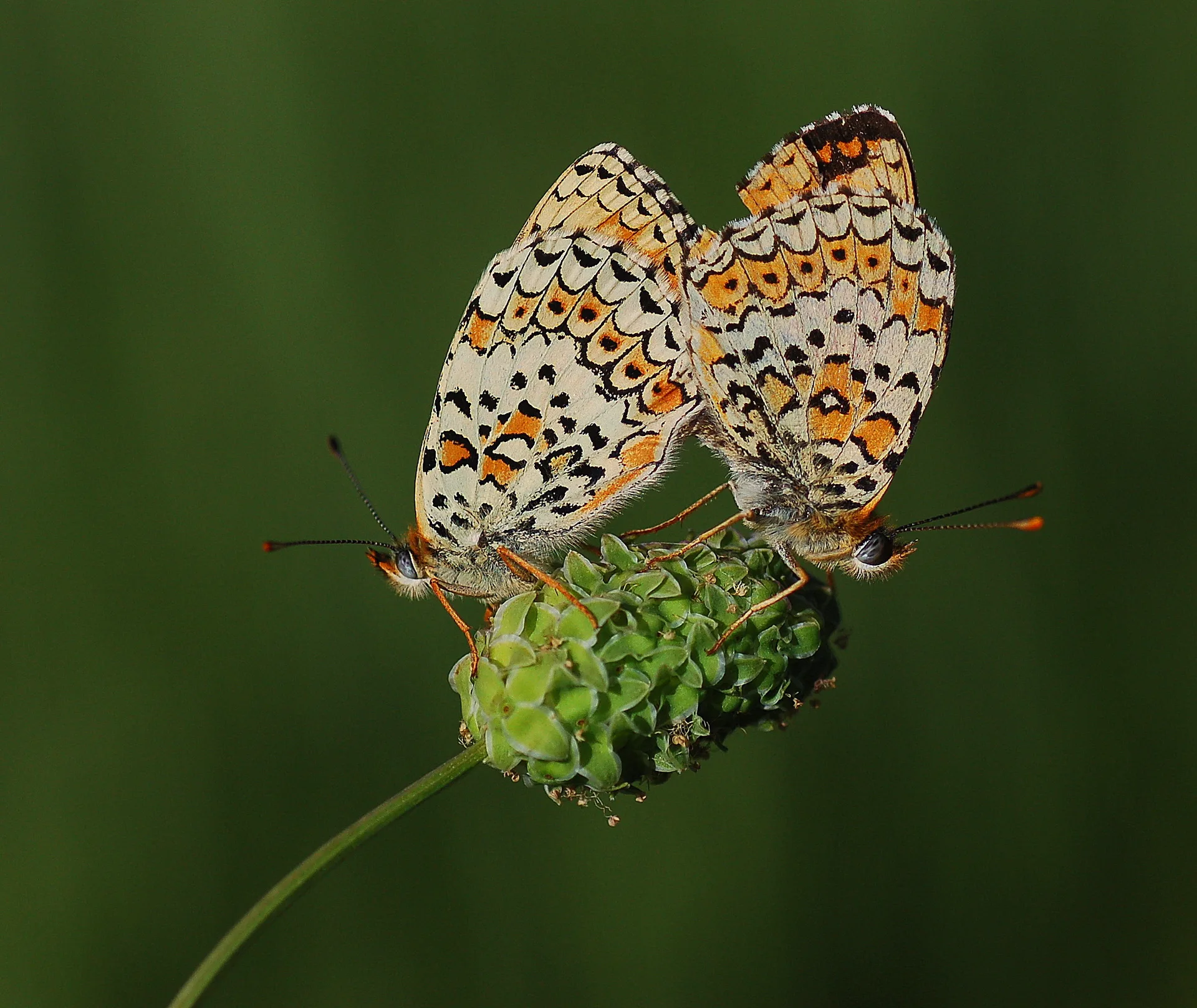 Melitaea arduinna (TÃ¼rkistan Ä°parhanÄ±) butterfly photo