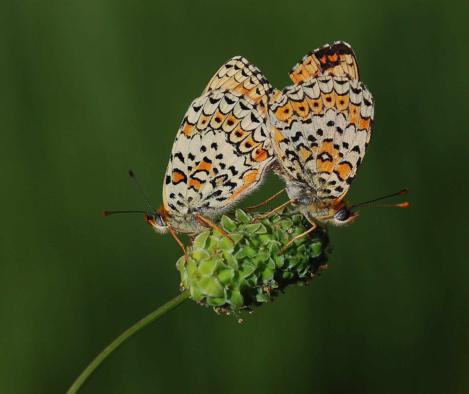 Melitaea arduinna (Türkistan İparhanı) butterfly photo