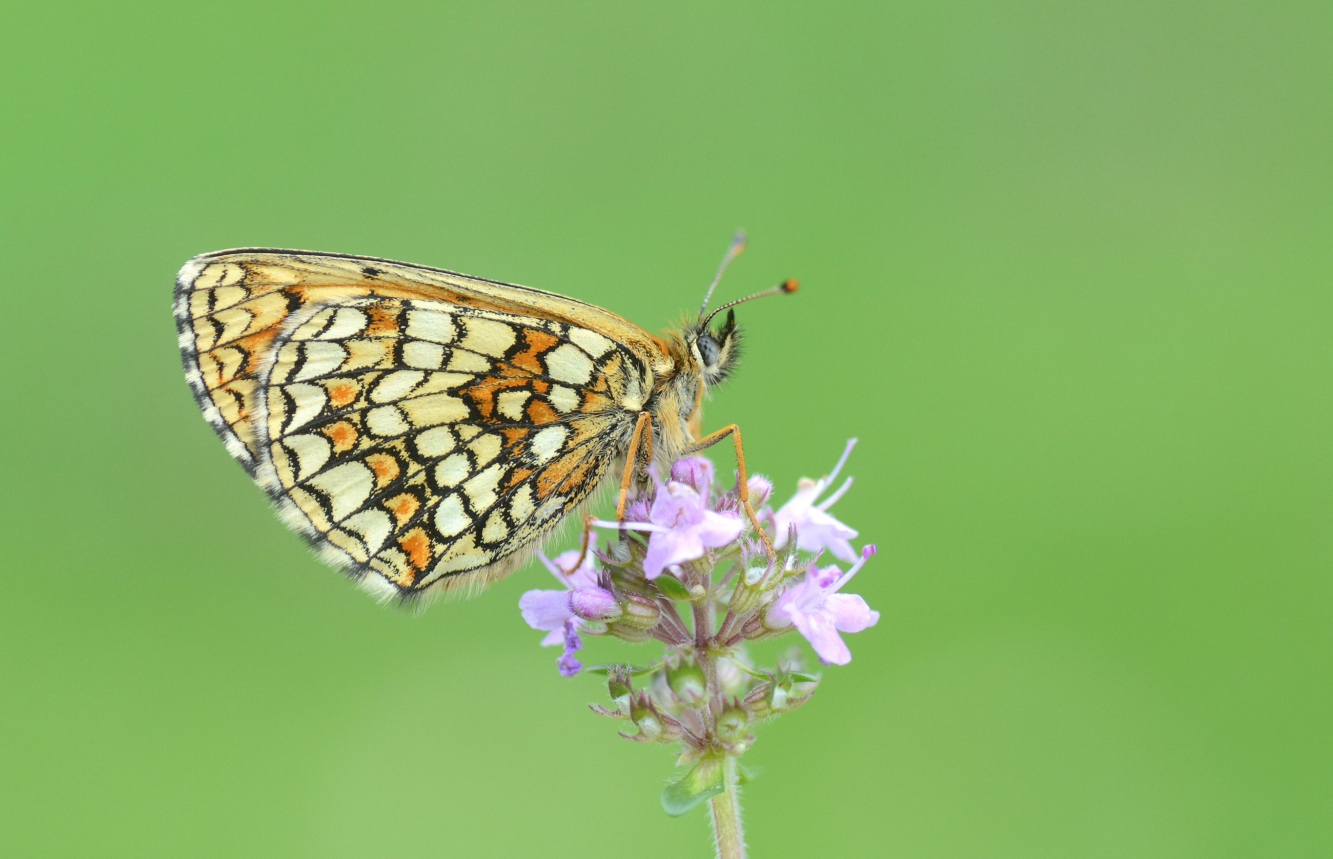 Melitaea athalia (Amannisa) butterfly photo