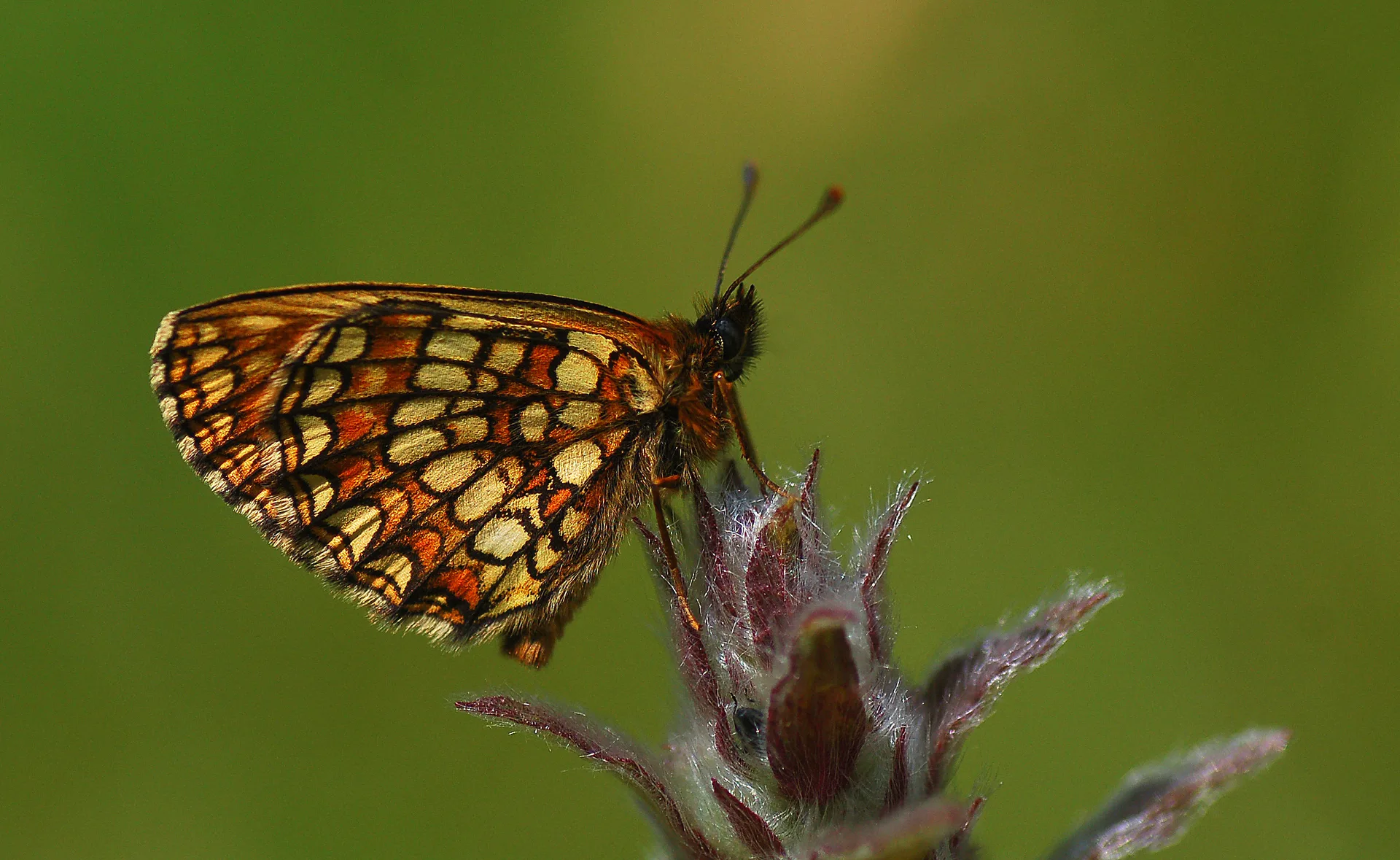 Melitaea britomartis (Melike Amannisa) butterfly photo