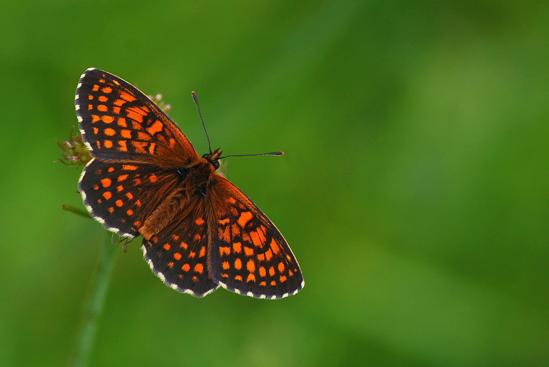 Melitaea britomartis (Melike Amannisa) butterfly photo