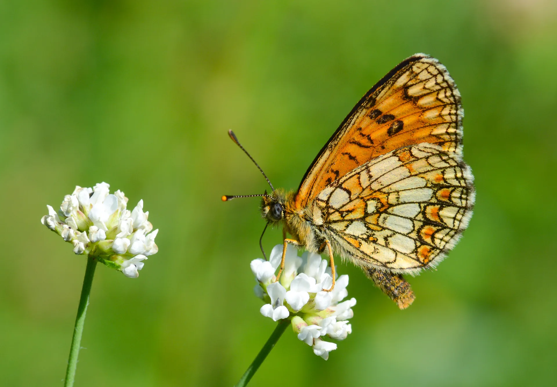 Melitaea celadussa butterfly photo