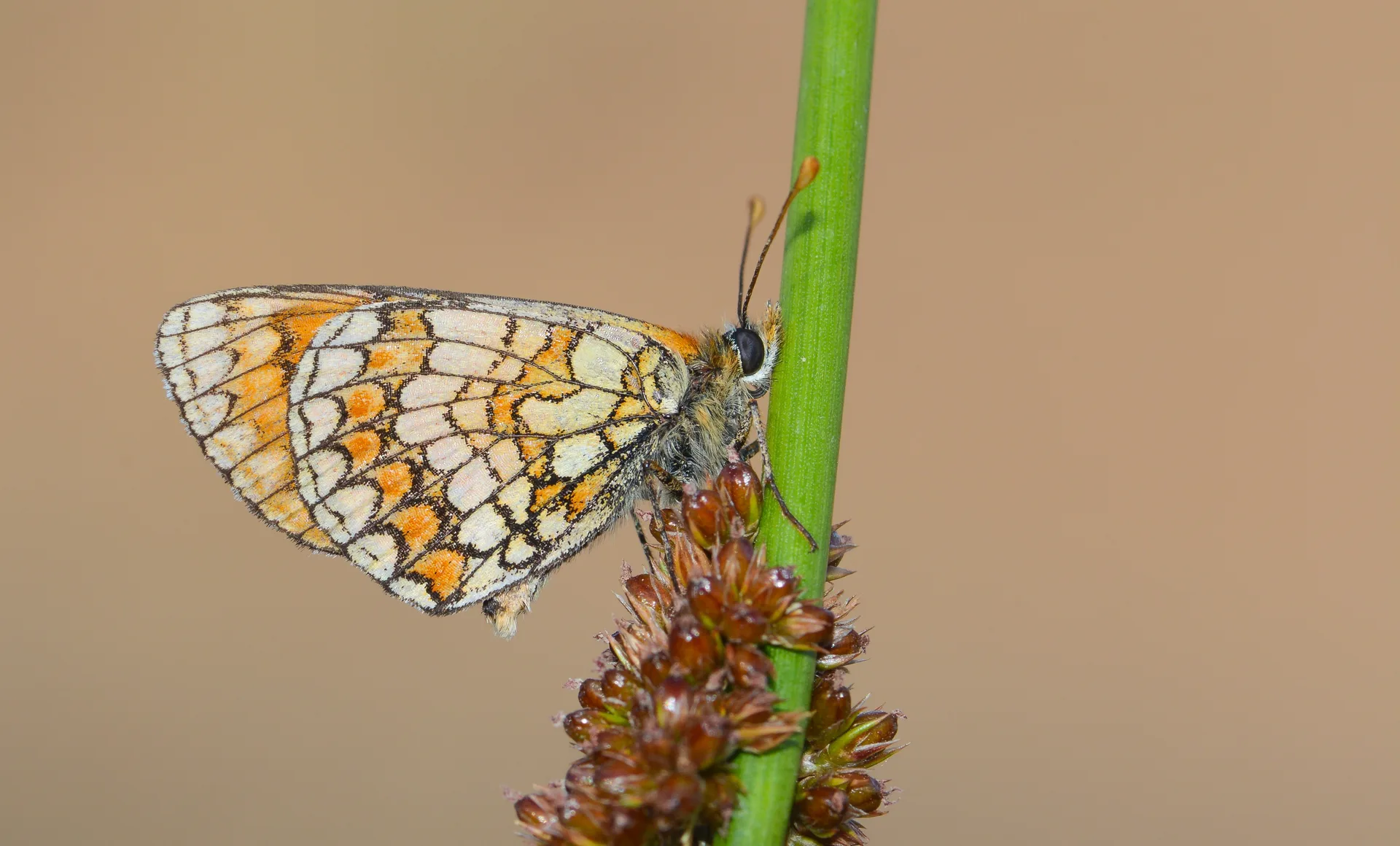Melitaea celadussa butterfly photo