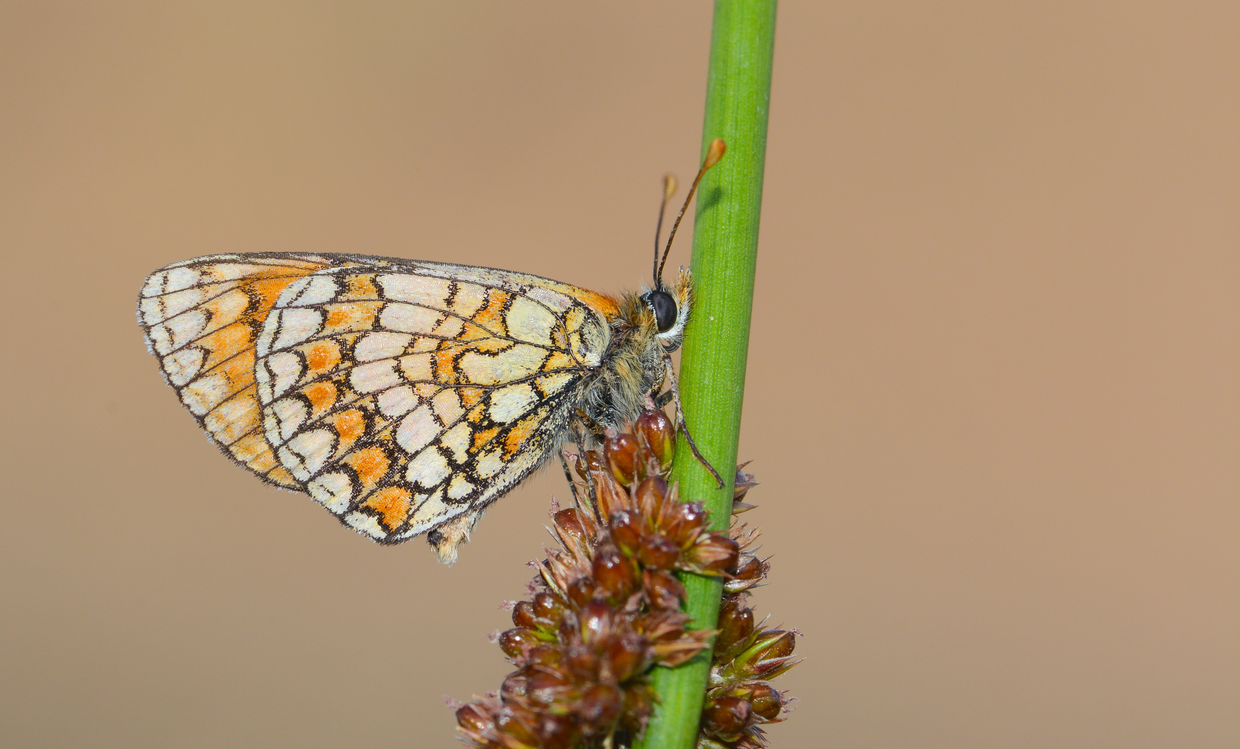 Melitaea celadussa butterfly photo
