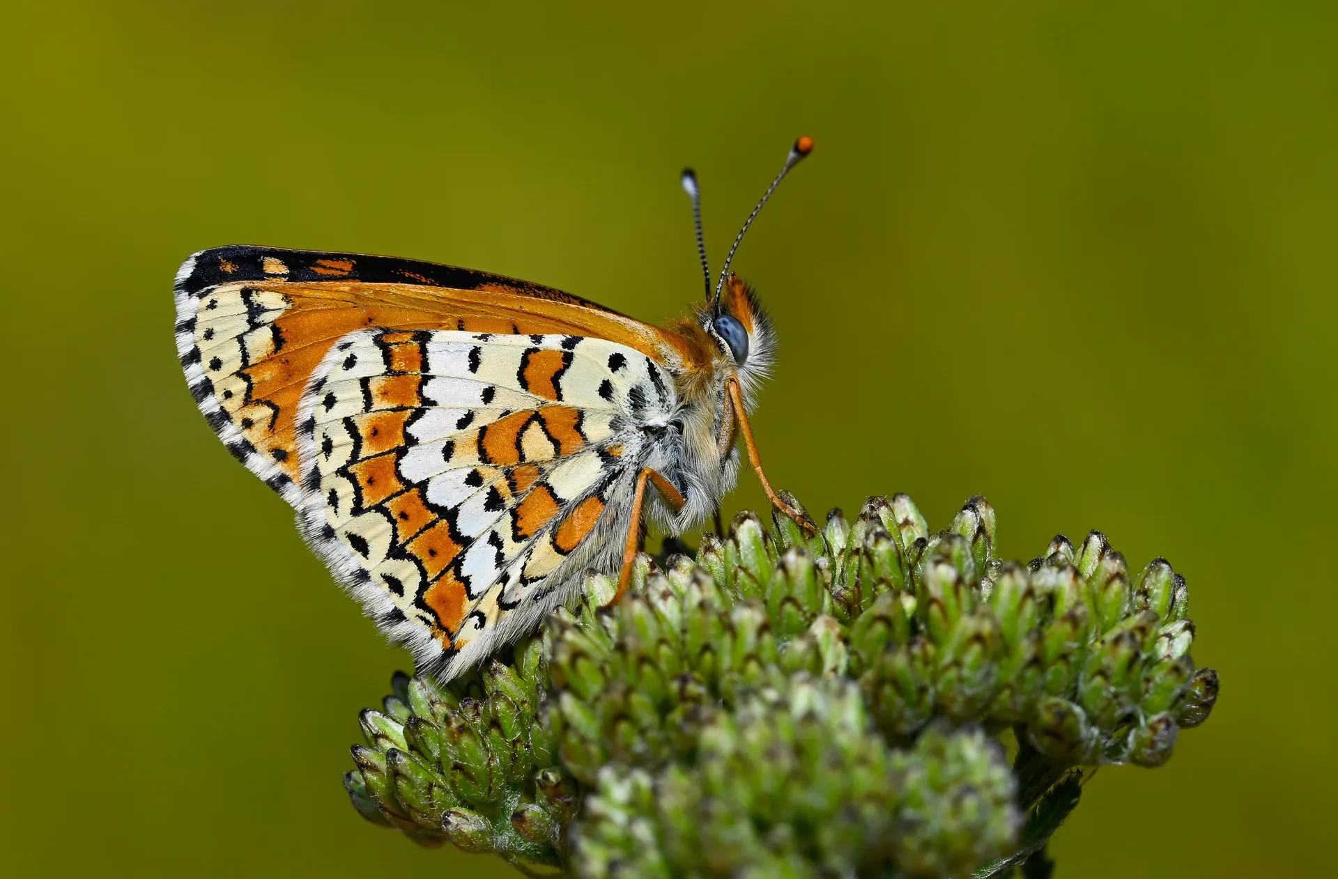 Melitaea cinxia (İparhan) butterfly photo