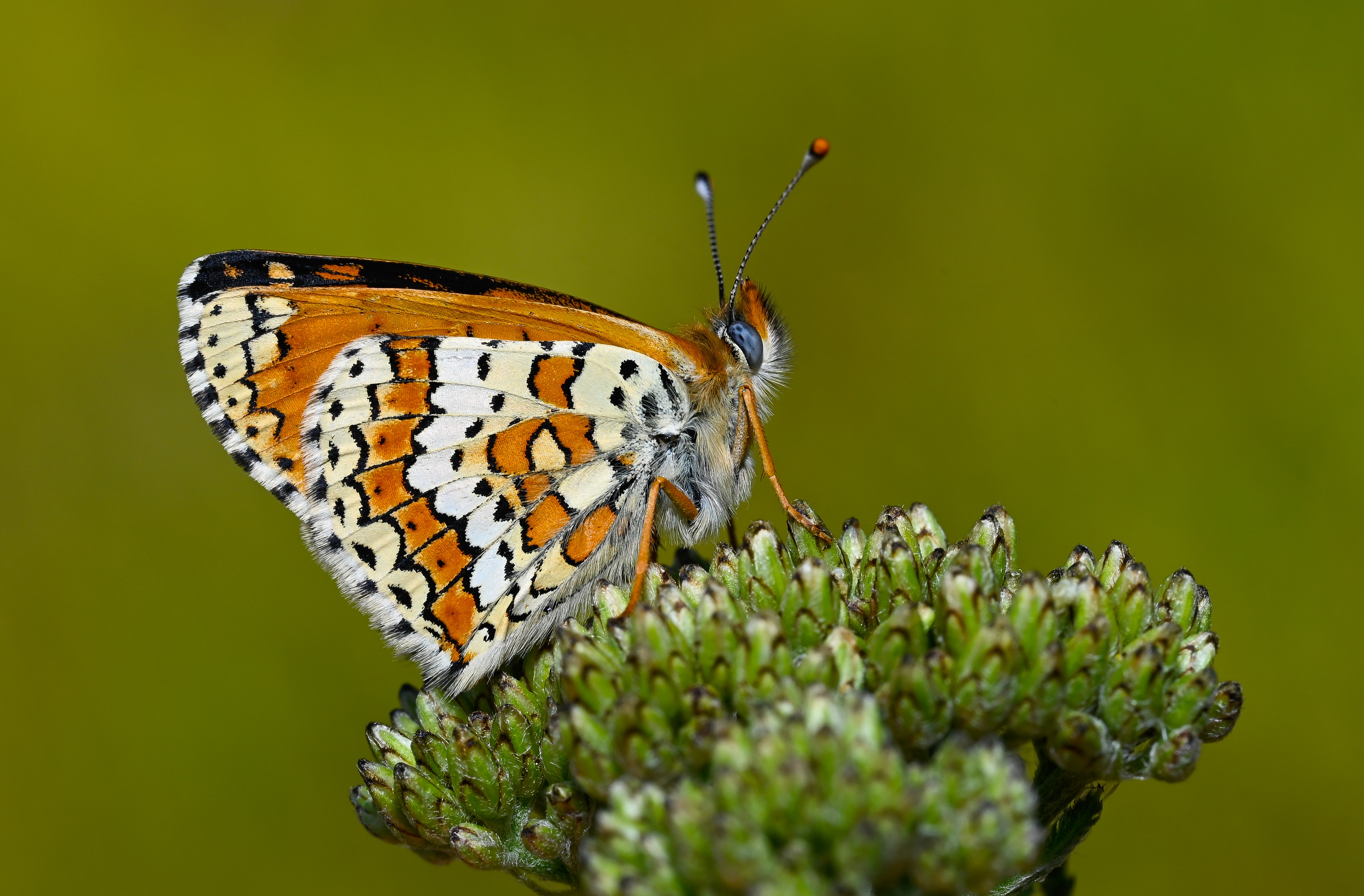 Melitaea cinxia (İparhan) butterfly photo