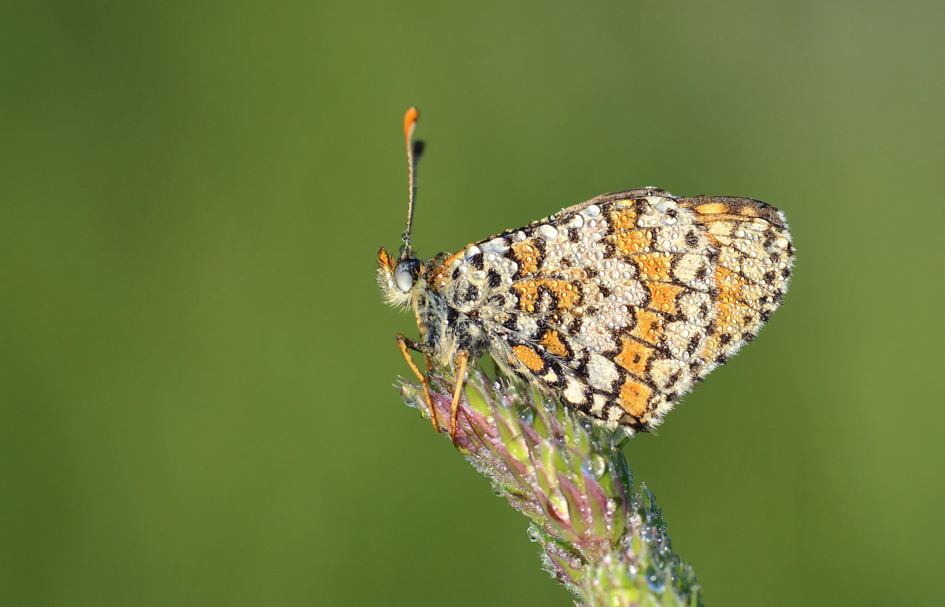 Melitaea cinxia (Ä°parhan) butterfly photo