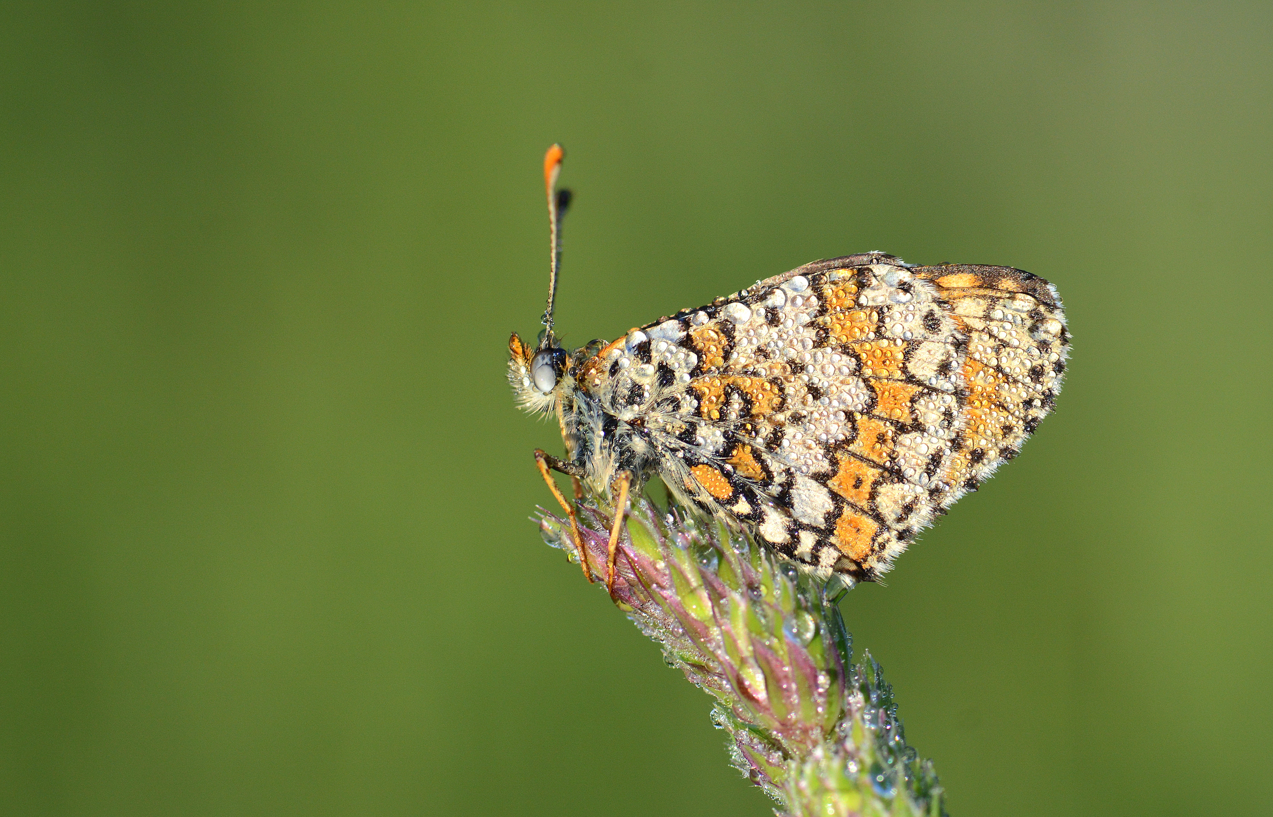 Melitaea cinxia (İparhan) butterfly photo