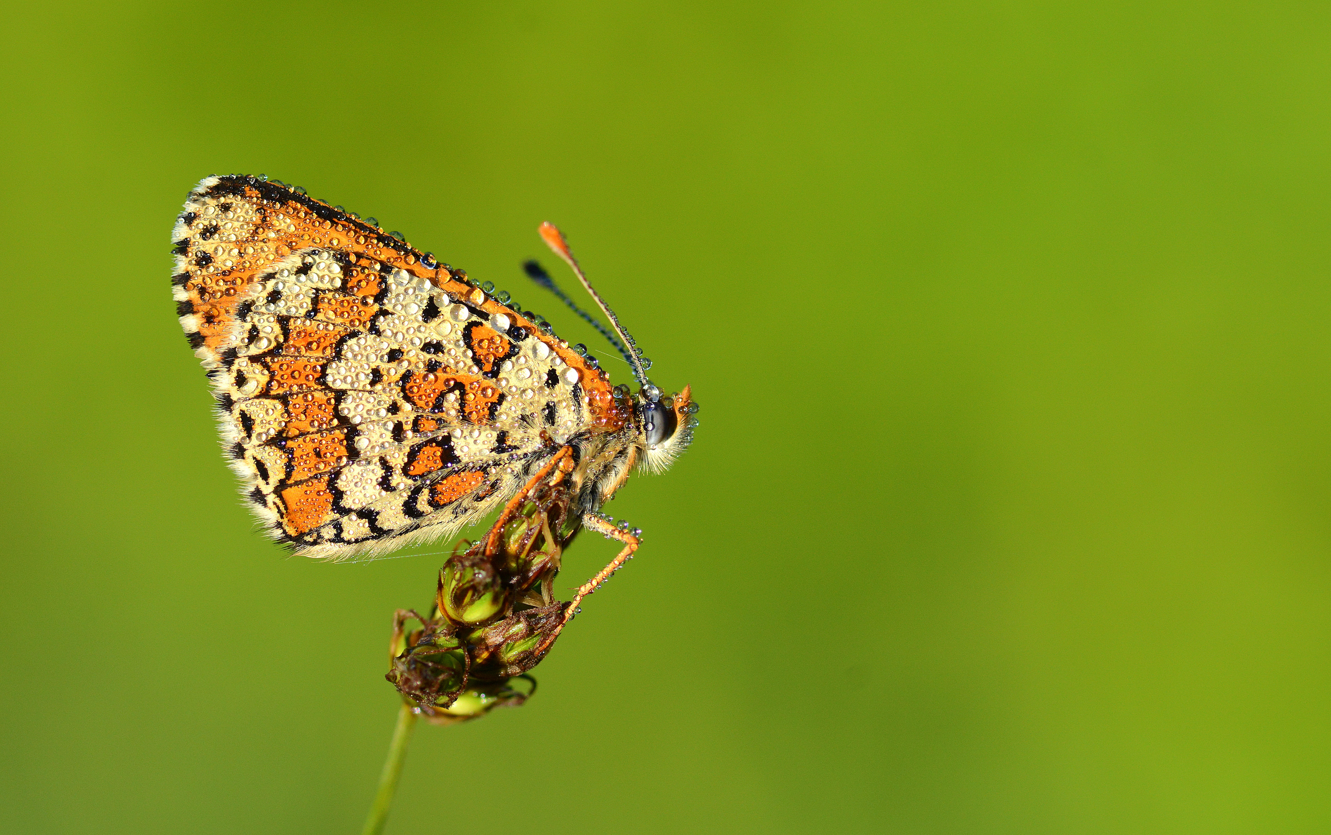 Melitaea cinxia (İparhan) butterfly photo