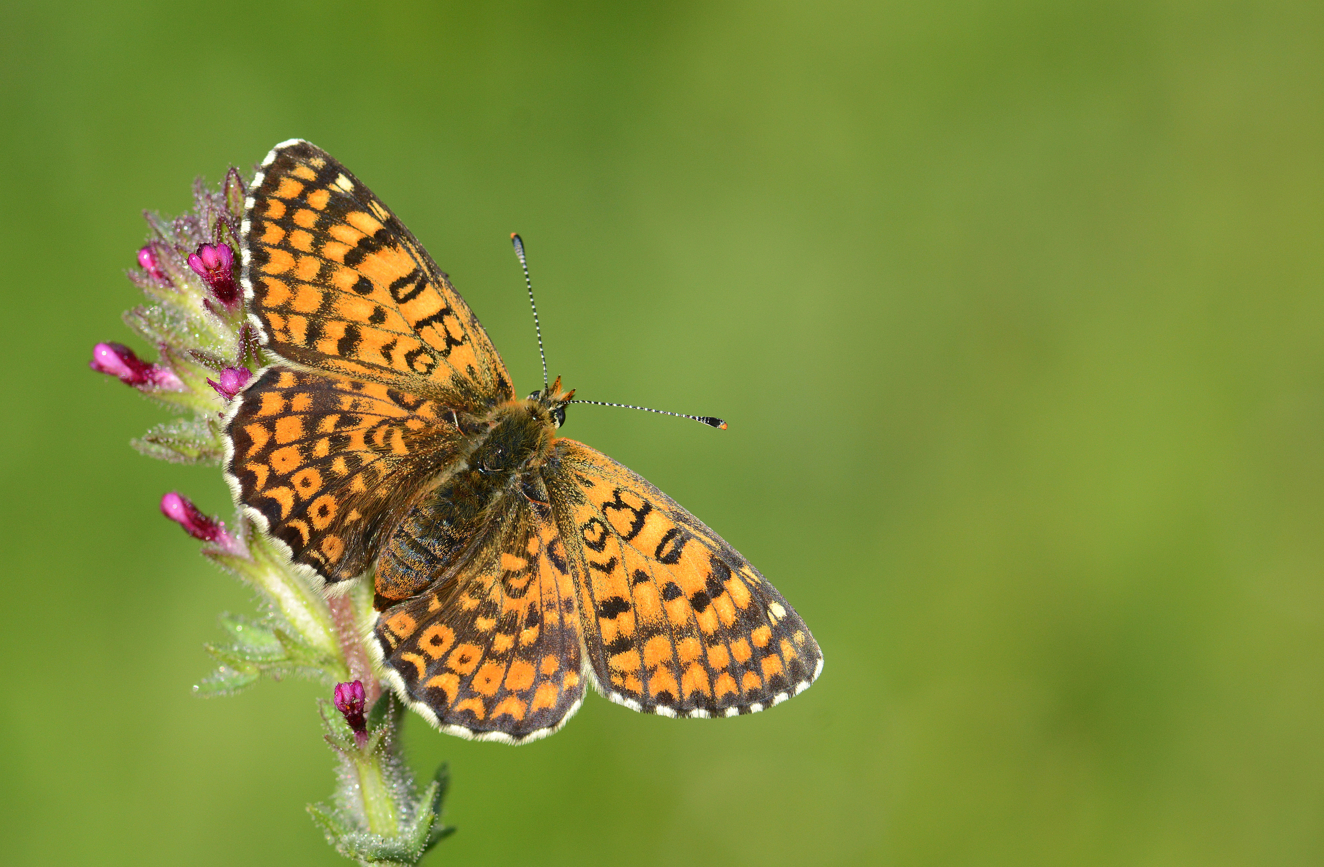Melitaea cinxia (İparhan) butterfly photo