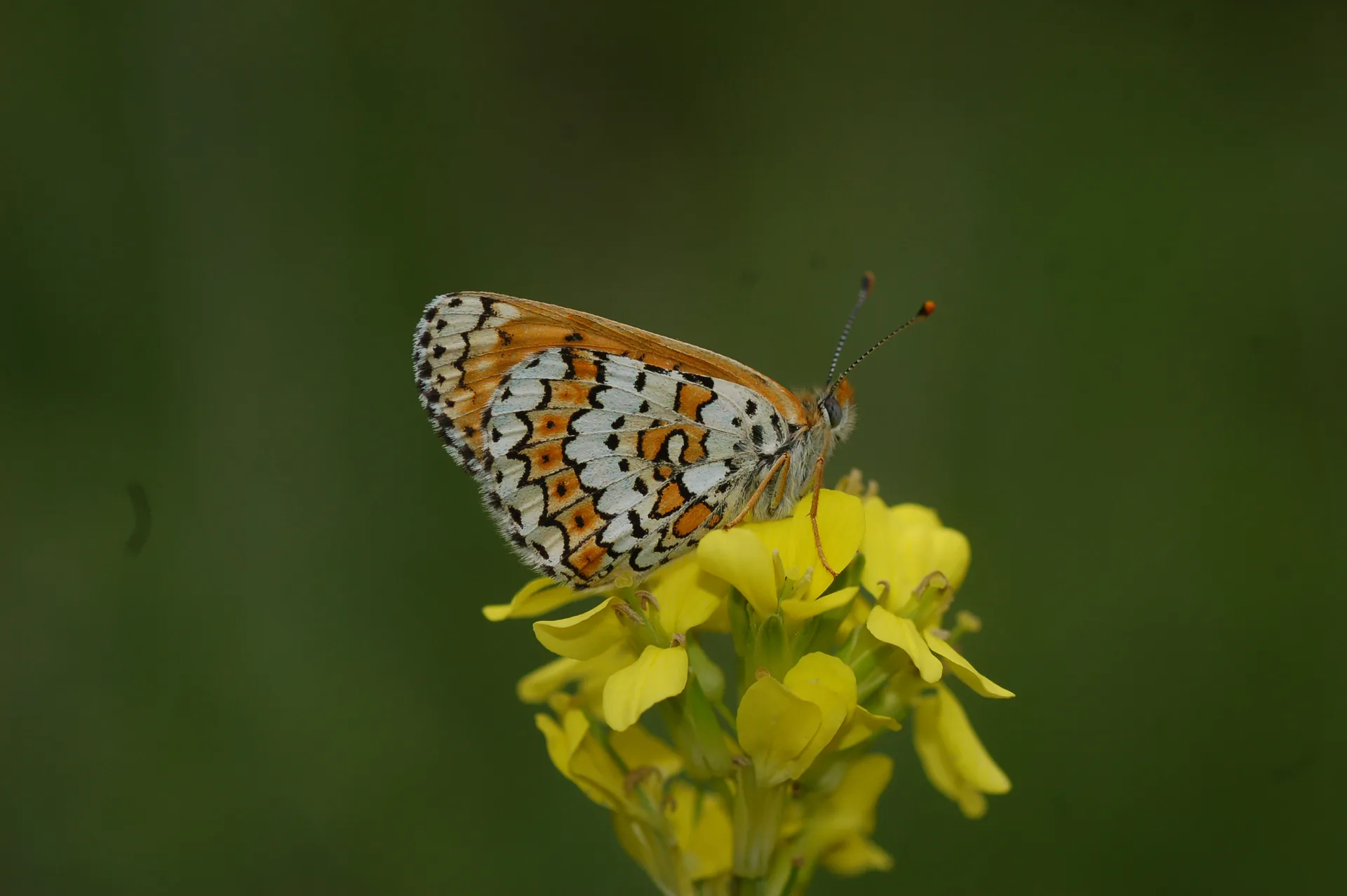 Melitaea cinxia (Ä°parhan) butterfly photo