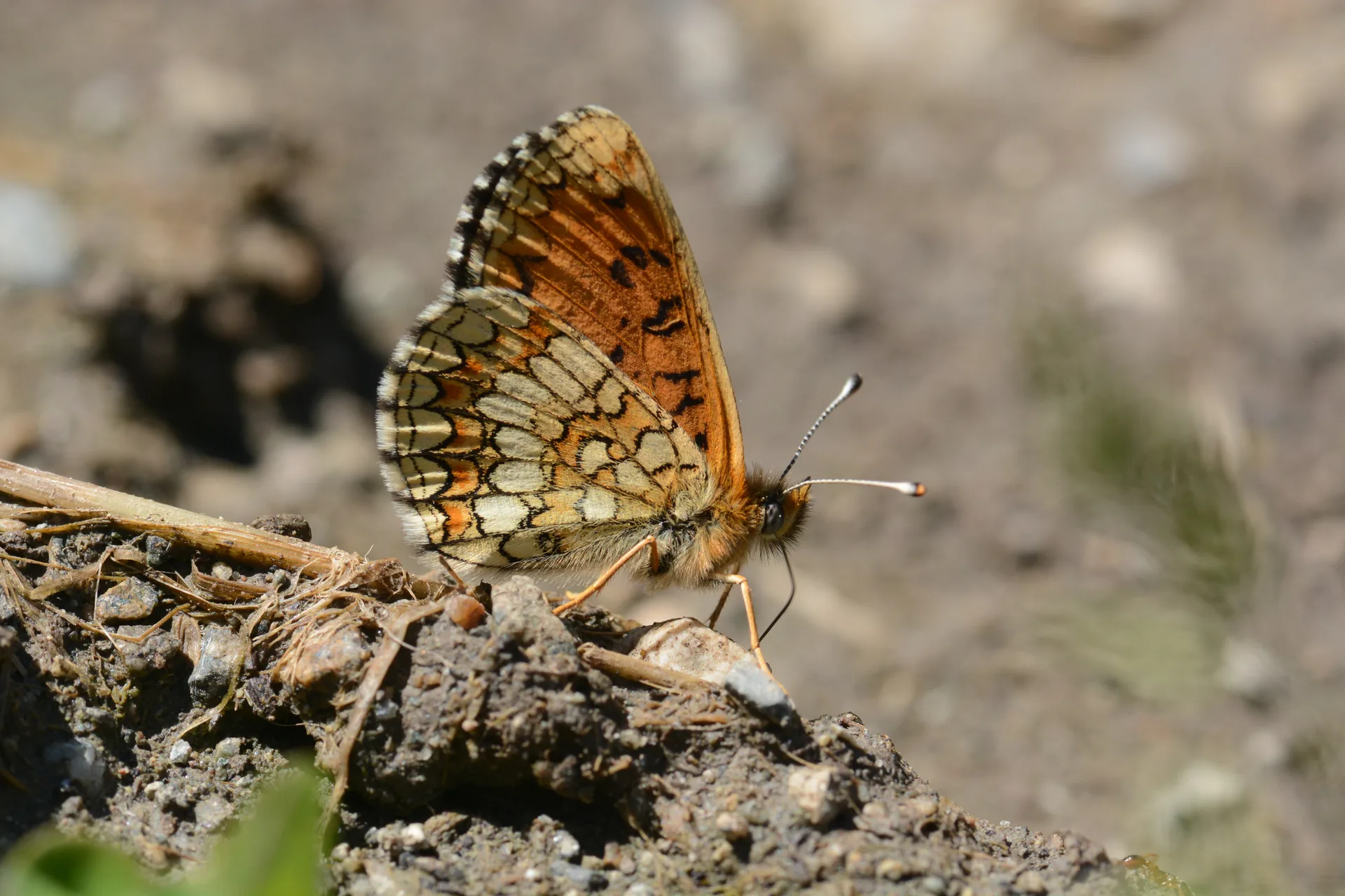 Melitaea diamina butterfly photo