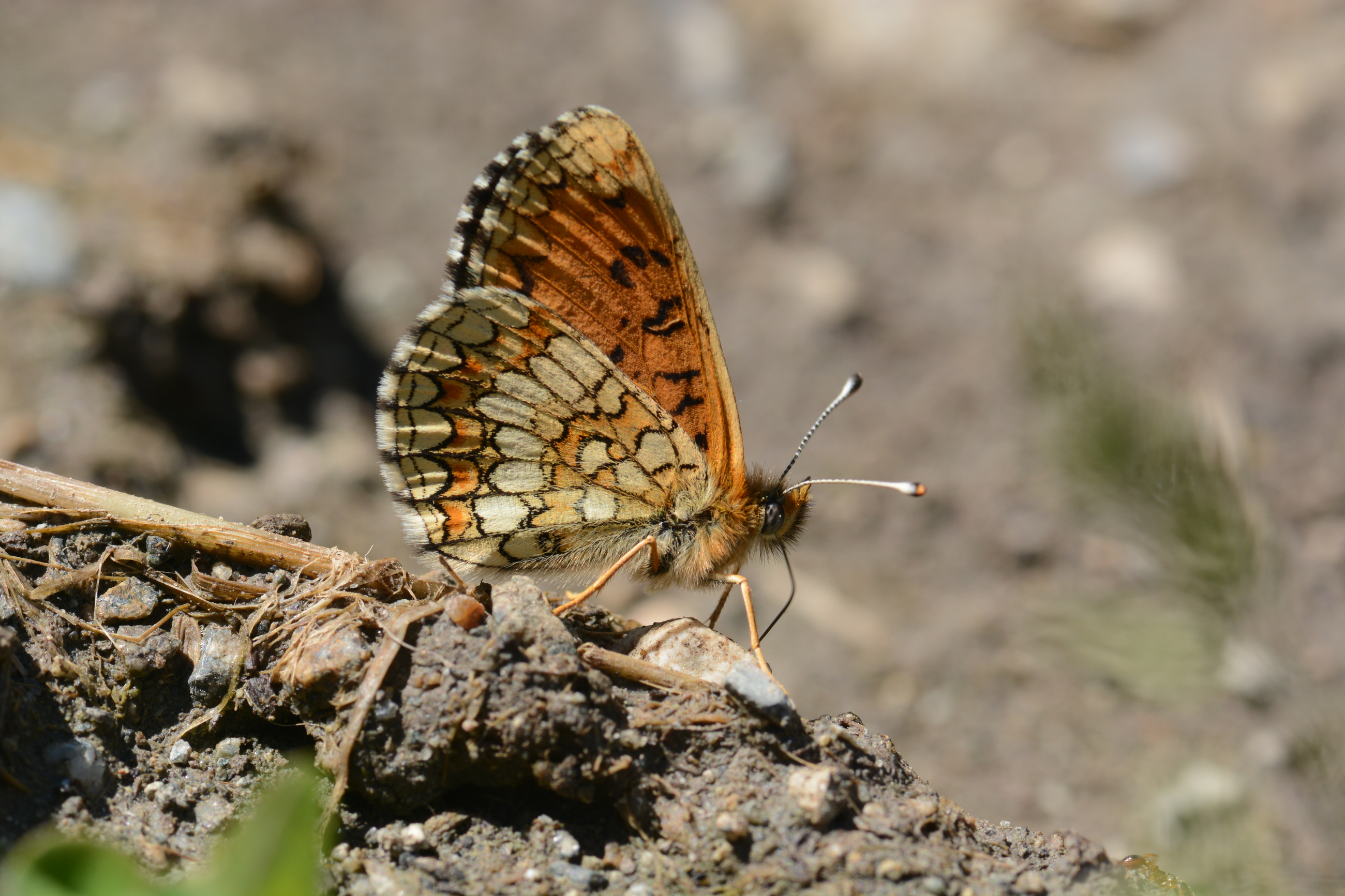 Melitaea diamina butterfly photo
