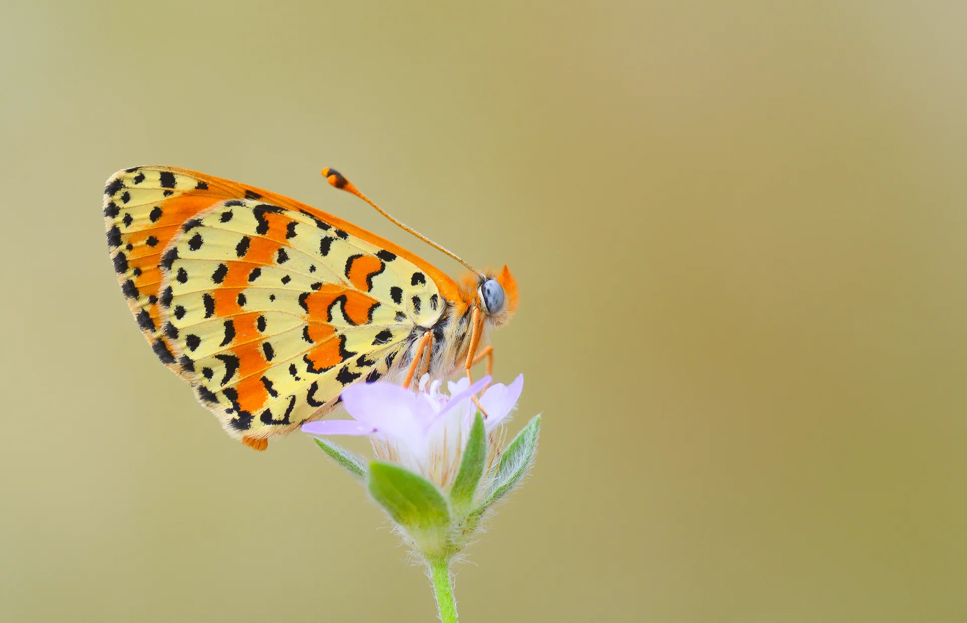 Melitaea didyma (Benekli İparhan) butterfly photo