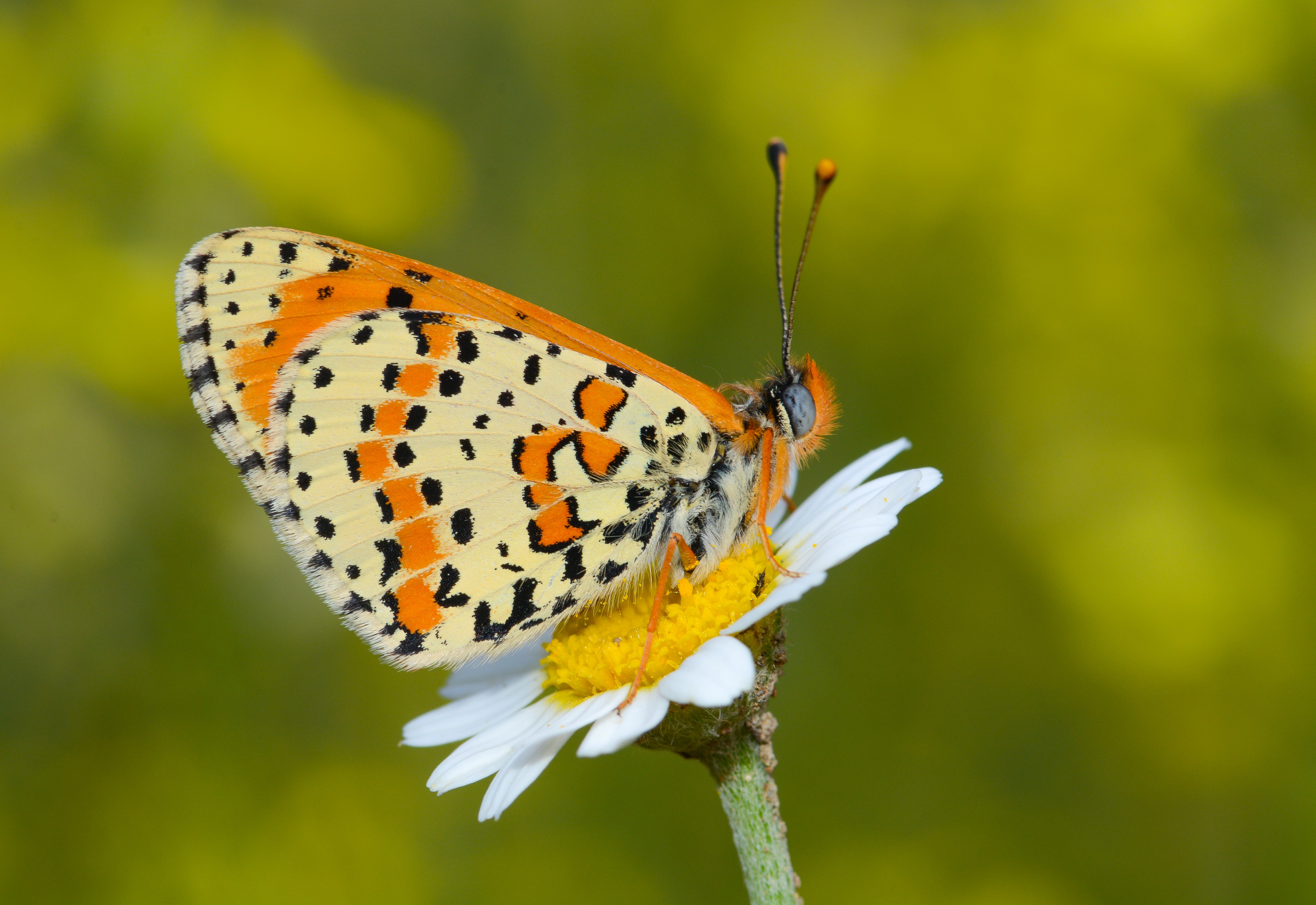 Melitaea didyma (Benekli İparhan) butterfly photo