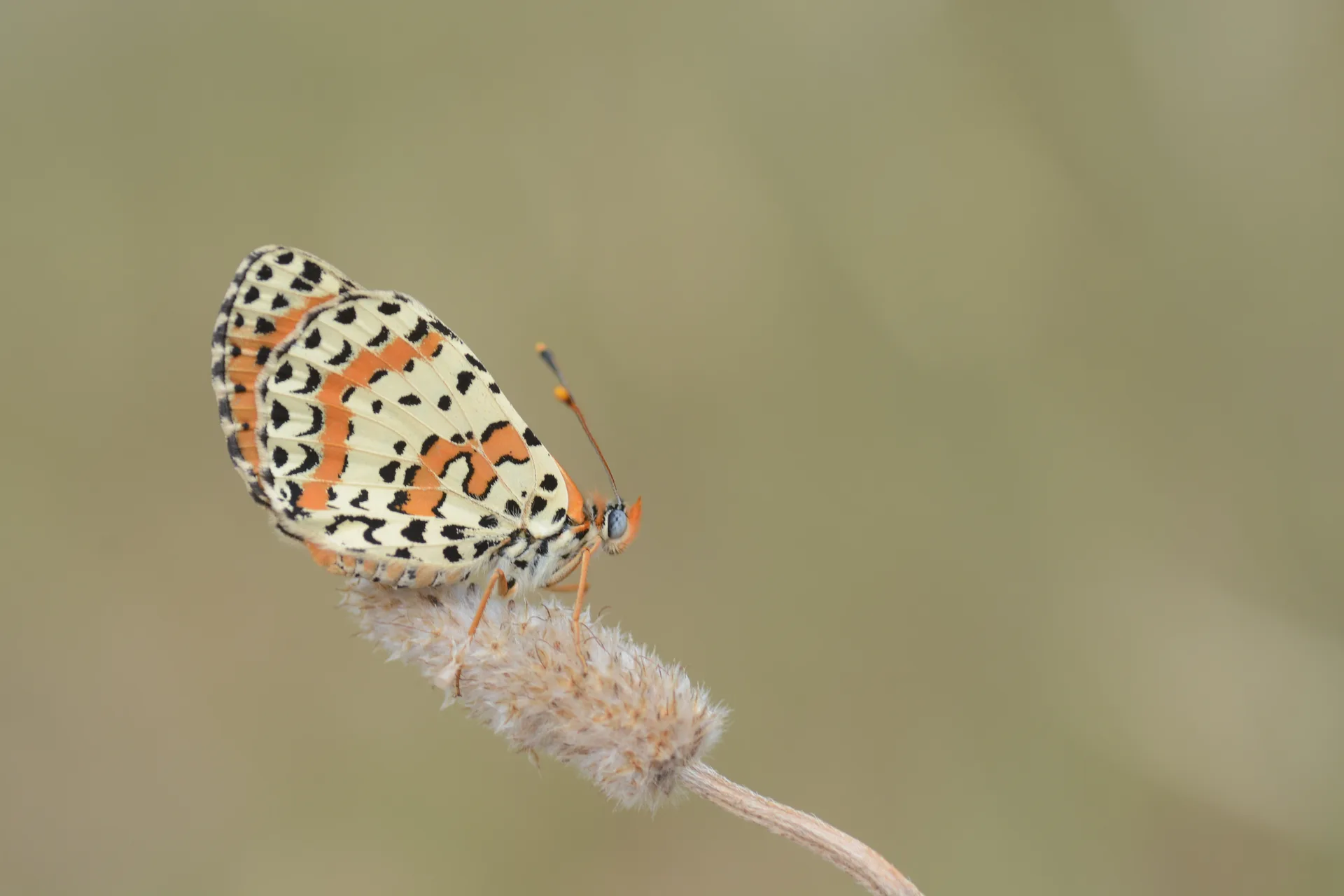 Melitaea didyma (Benekli Ä°parhan) butterfly photo