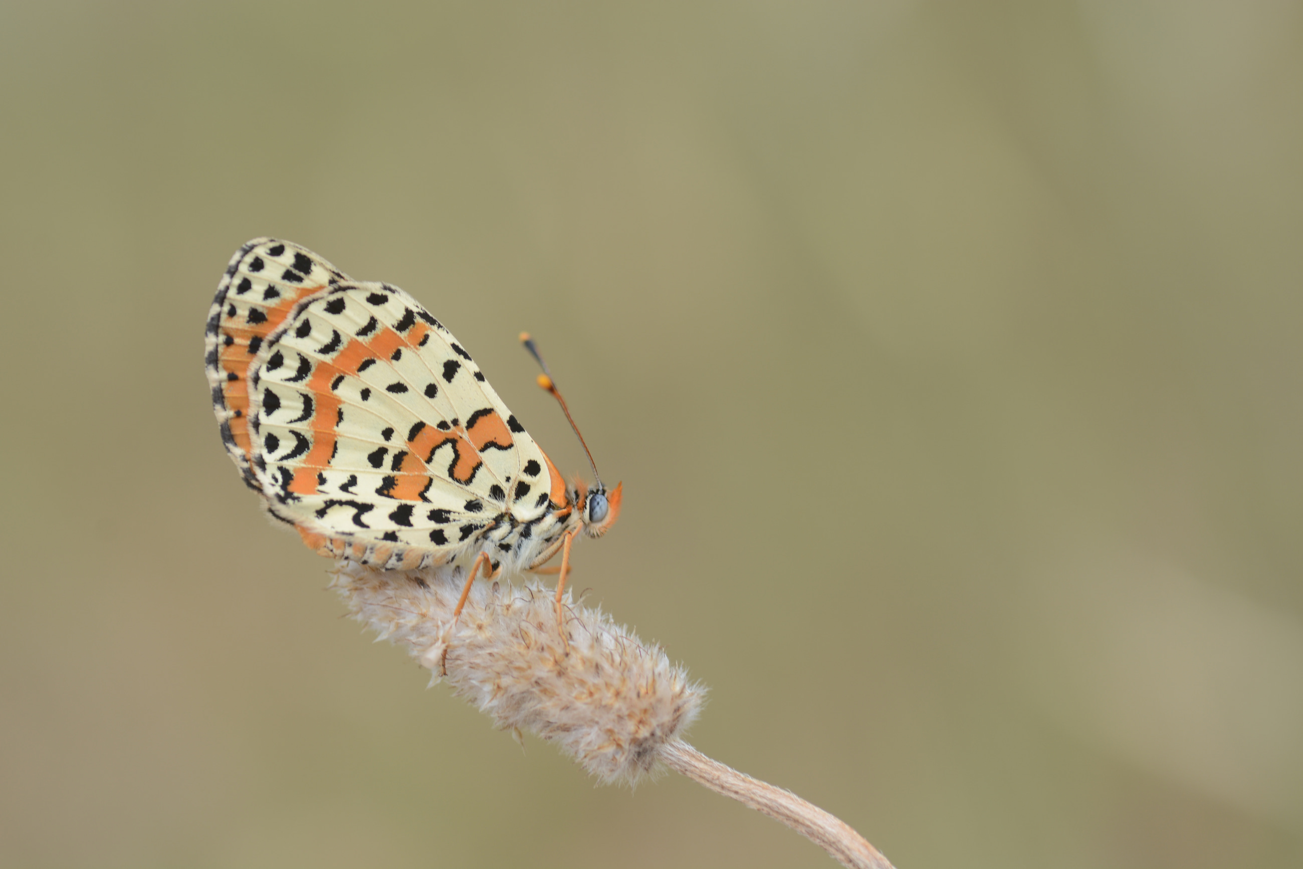 Melitaea didyma (Benekli İparhan) butterfly photo