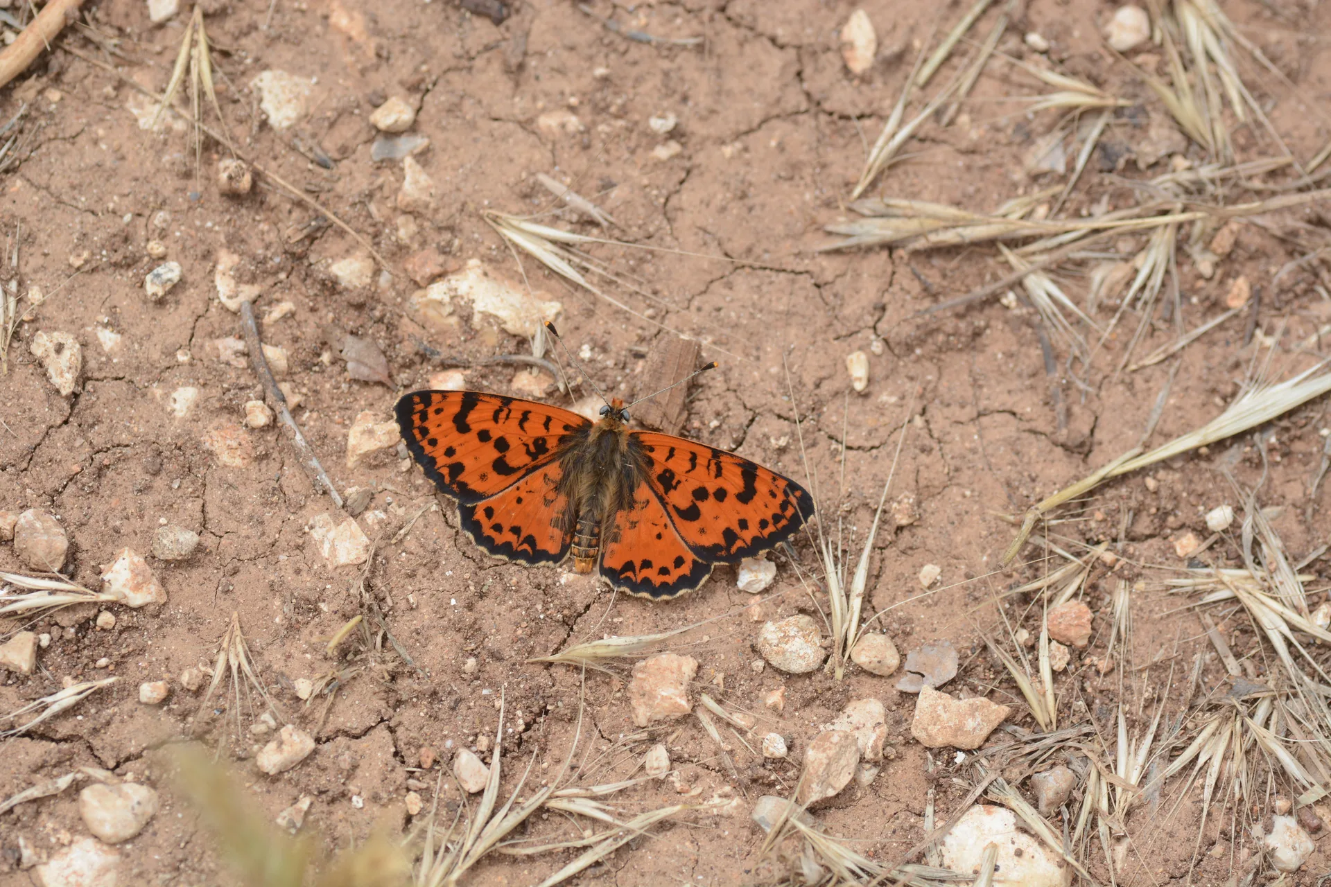 Melitaea didyma (Benekli Ä°parhan) butterfly photo
