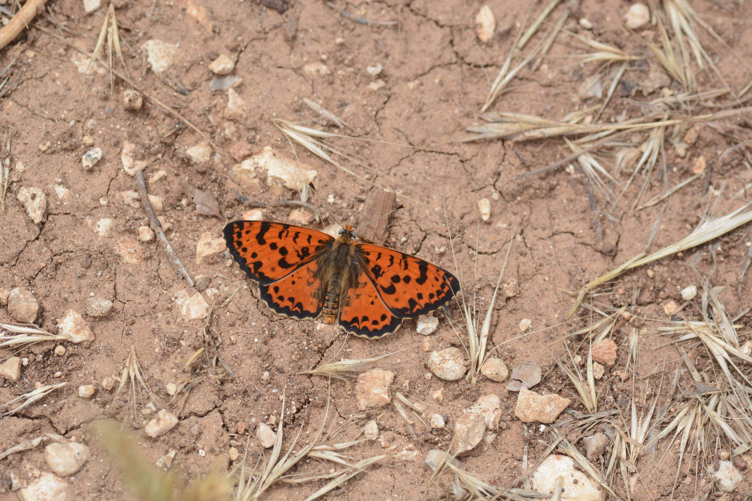 Melitaea didyma (Benekli İparhan) butterfly photo
