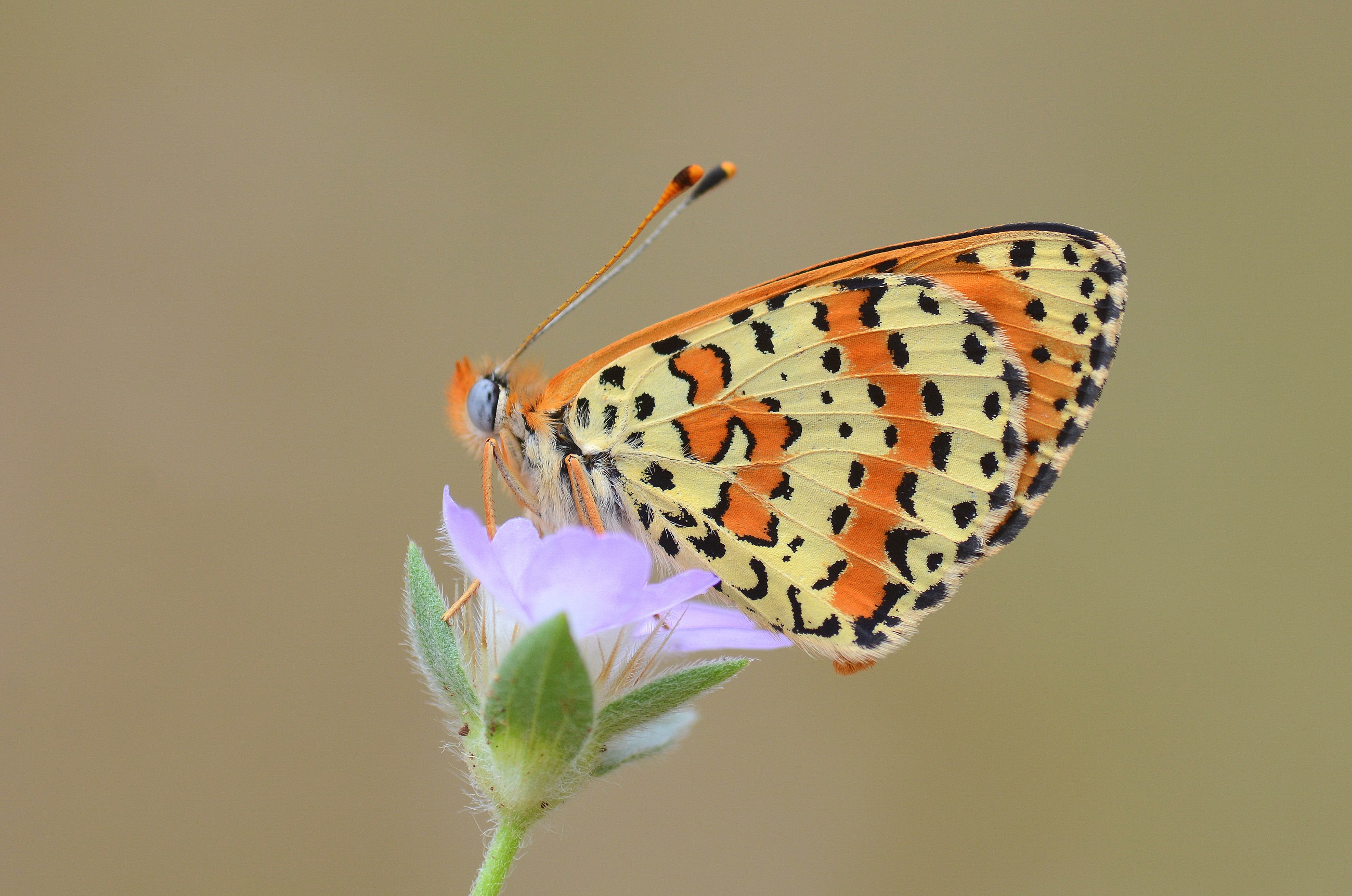 Melitaea didyma (Benekli İparhan) butterfly photo