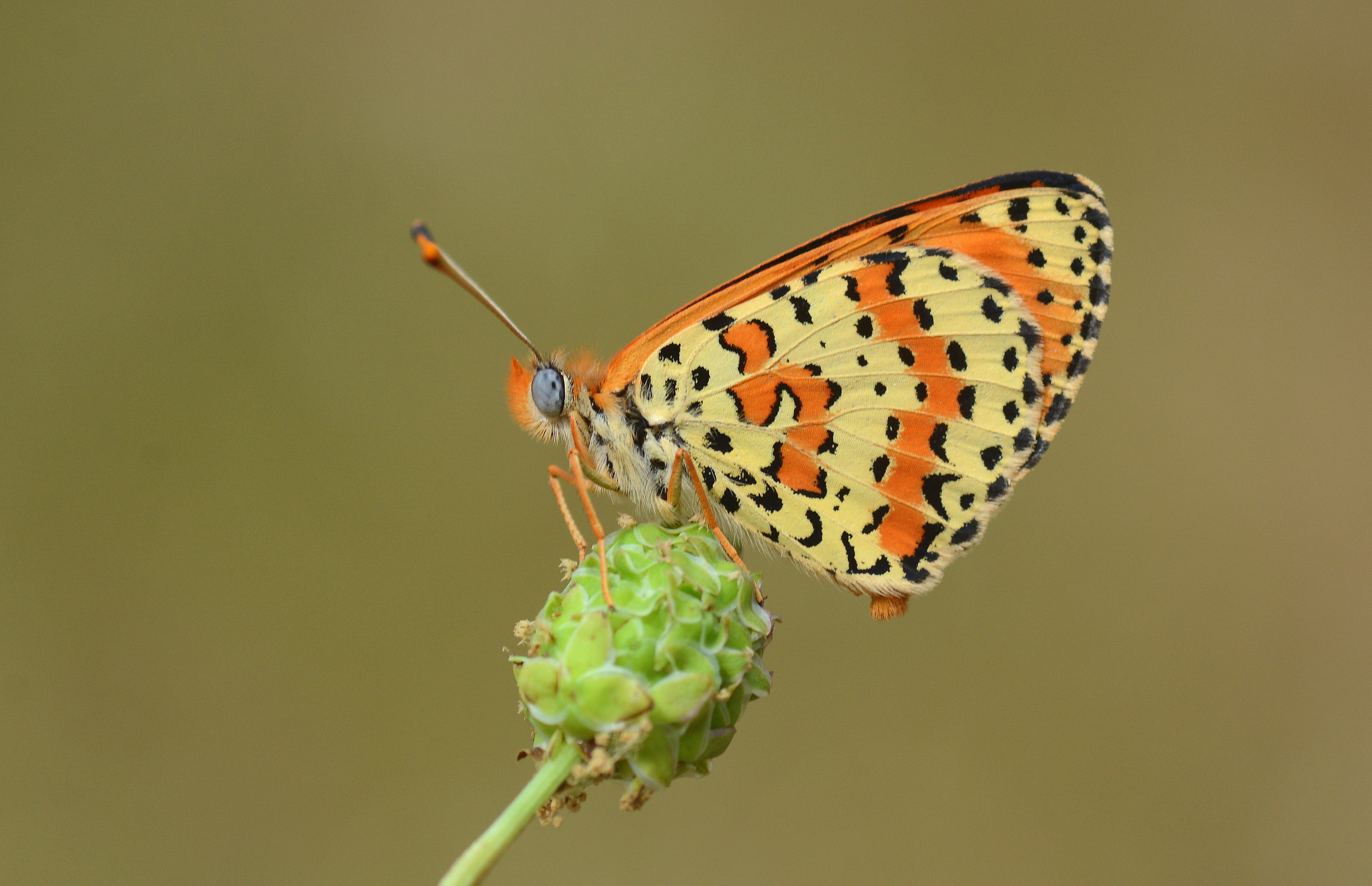 Melitaea didyma (Benekli İparhan) butterfly photo