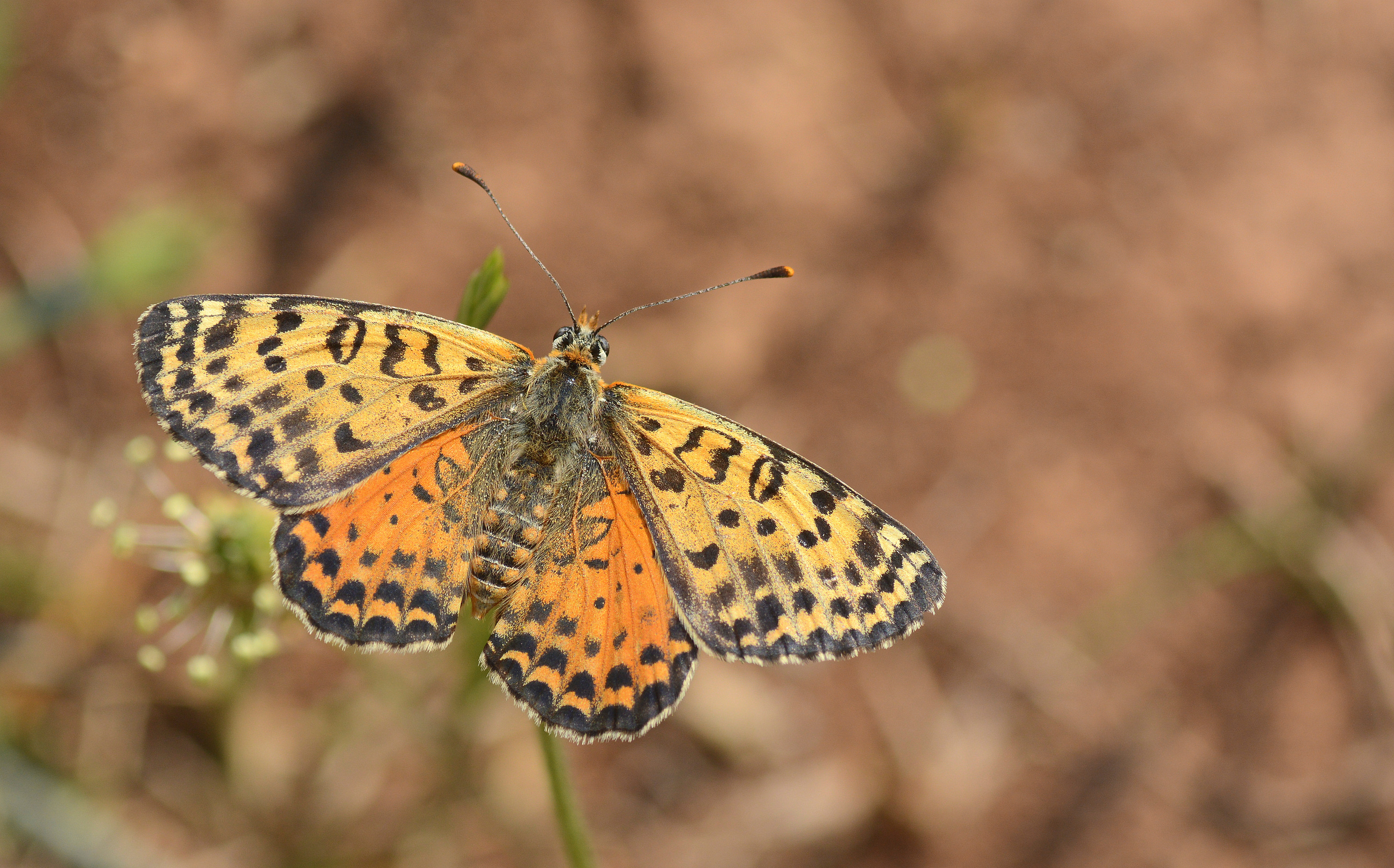 Melitaea didyma (Benekli İparhan) butterfly photo